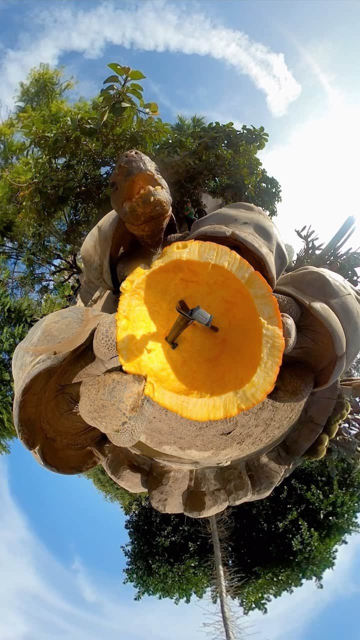 San Diego Zooのインスタグラム：「Planet of the torts 🐢 🌎  #Tortoise #Torts #PumpkinPlanet #SanDiegoZoo」
