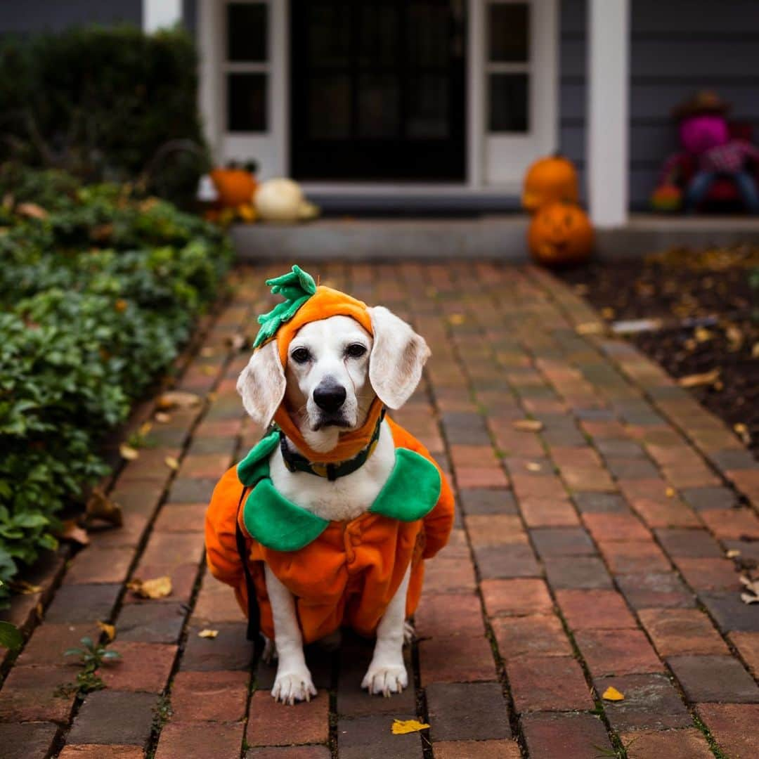 アニマルプラネットのインスタグラム：「It’s almost #Halloween… do you celebrate the holiday with your pets? 👻🧟‍♂️🧙‍♀️  Comment what you’re planning for next Tuesday! 🎃  #HappyHalloween」