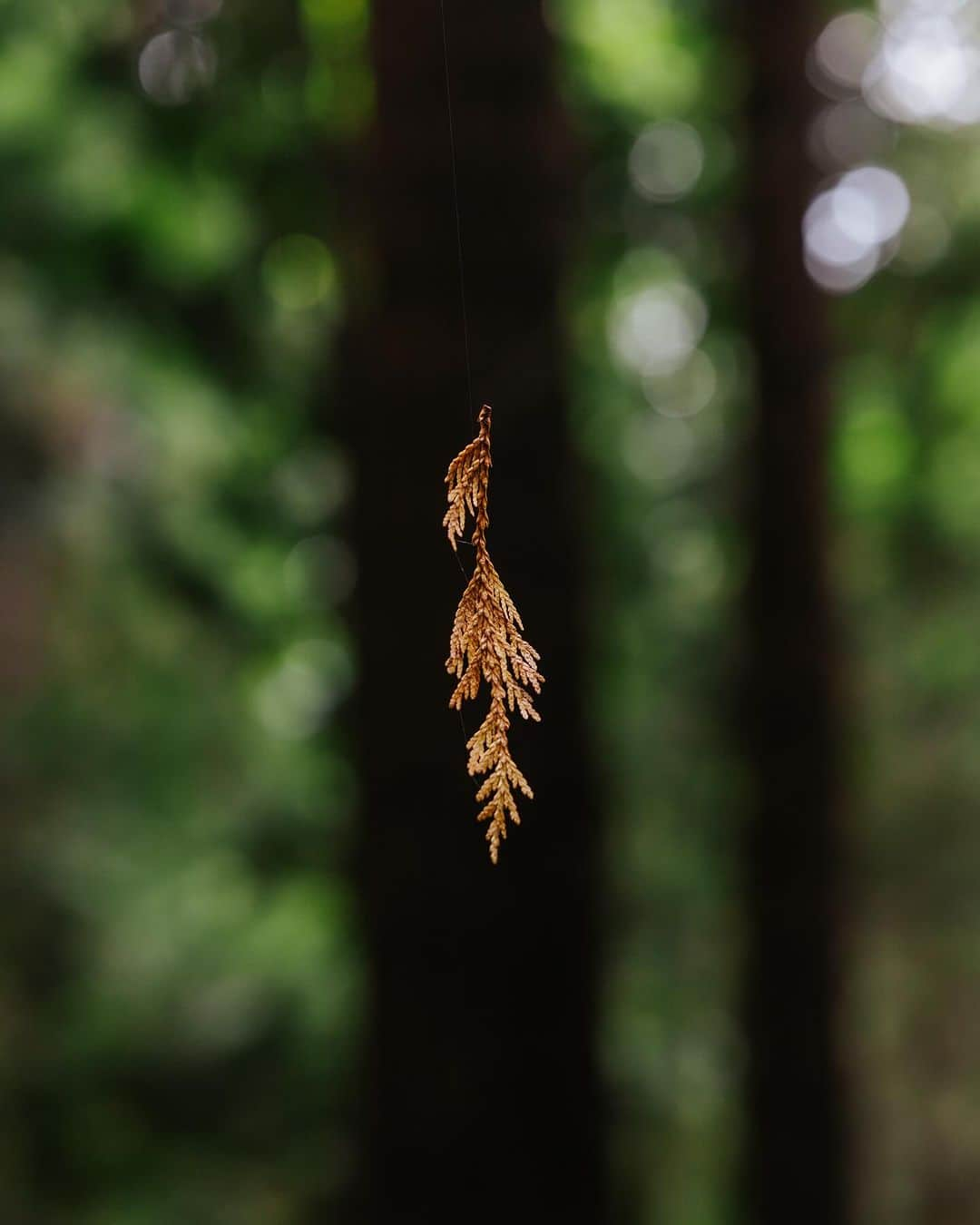 Andrew Knappさんのインスタグラム写真 - (Andrew KnappInstagram)「Today’s newsletter is a meditation on joy. Viktor Frankl said that “humor, more than anything else in the human make-up, can afford an aloofness and an ability to rise above any situation, even if only for a few seconds.”  I decided to write about joy this week because I think we need as much of it as we can get. It isn’t a solution. It’s a flower in the barrel of a gun. I know that my greatest gift is my ability to spread joy, and I want to meditate on that.  Joy isn’t enough, but it’s essential. Where have you felt joy lately? Like, real joy. Like the first sip of water after a long outdoor summer project, like gut wrenching laughter with a pal, like a baby gripping your finger with his entire hand.」10月24日 5時22分 - andrewknapp