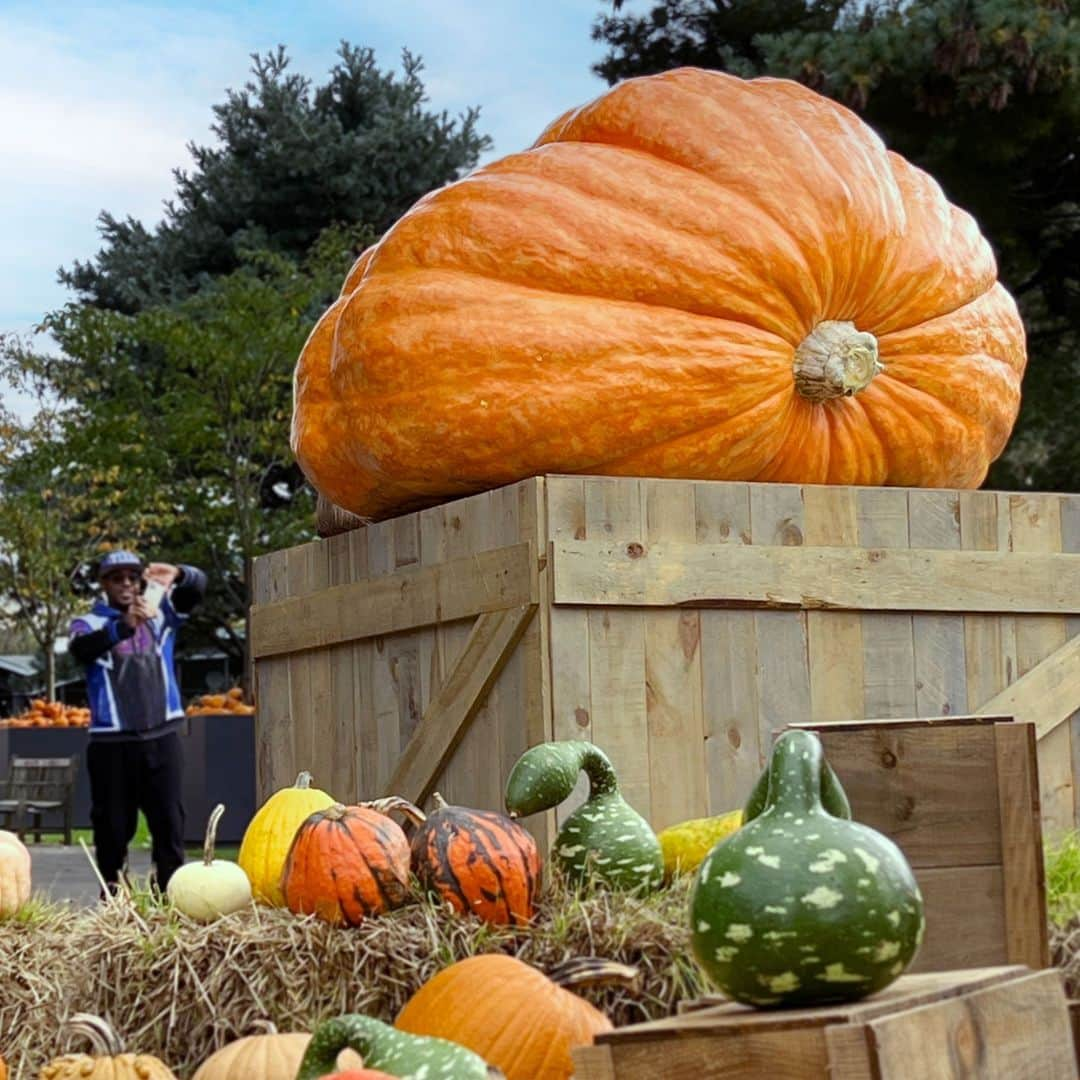 ニューヨーク植物園さんのインスタグラム写真 - (ニューヨーク植物園Instagram)「This botanical behemoth seems larger than life—but rest assured that our giant pumpkins are very real! 🎃  At 2,466 lbs., the largest of our three gargantuan gourds this year is a sight to behold. And soon, it’ll be even more monstrous as master carver @adambierton joins us October 27–29 for Giant Pumpkin Weekend. He’s looking to top last year’s mightiest jack-o’-lantern, an enormous dragon’s head, by carving a super-sized gourd into an all-new masterpiece. Be sure to share your carving ideas with #GiantPumpkinsNYBG—he might just choose yours!  Hit the link in our bio to get your tickets and explore the other Fall-O-Ween activities we have in store at your Pumpkin HQ here in the Bronx.  #FallOWeen #GiantPumpkinWeekend」10月24日 5時36分 - nybg