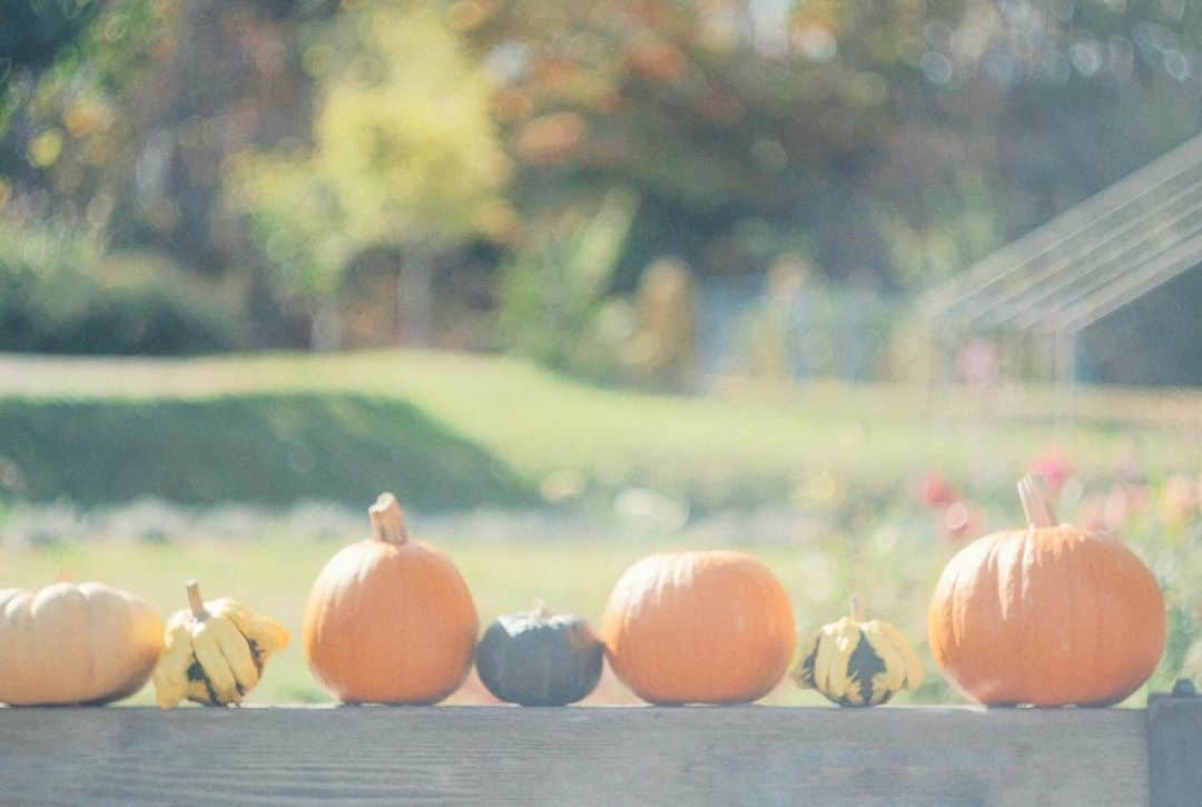 naorinmoonのインスタグラム：「かぼちゃが並ぶ季節。」