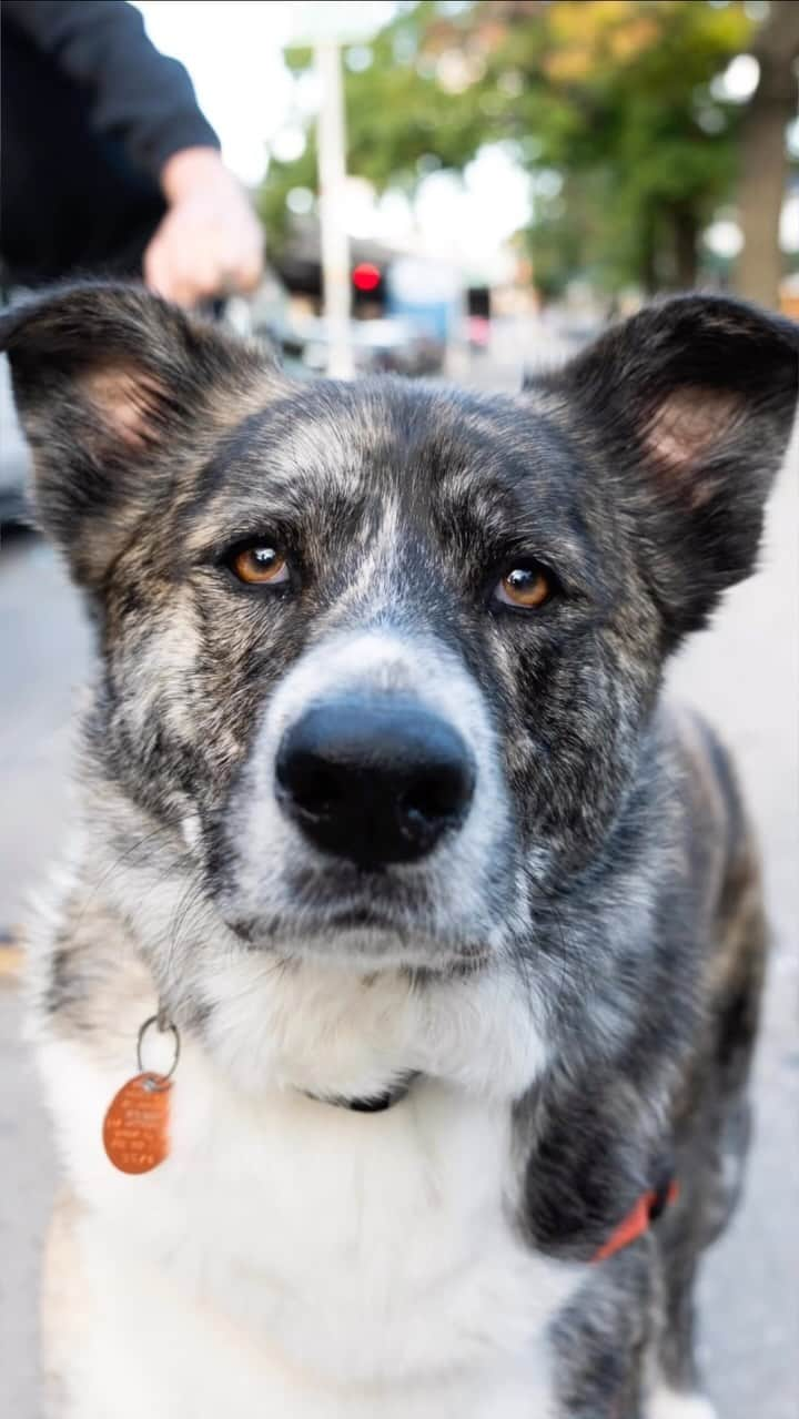 The Dogistのインスタグラム：「Loaf, mix (6 y/o), Macri Triangle, Brooklyn, NY • “He started as Mr. Brindle. I got him as a six-week-old puppy at an adoption event in Greenpoint. He’s the best singer dog I’ve ever met. He’s a crazy howler – he sits by the window and he’ll scream at almost anything that goes by. It’s like a man screaming. We got our apartment broken into last year and he was the only one home. He literally repelled the attacker. The attacker left the house and was later arrested. He’s had some PTSD since then – he’s just more unsure about people in the home since then, but he’s been getting better.”」