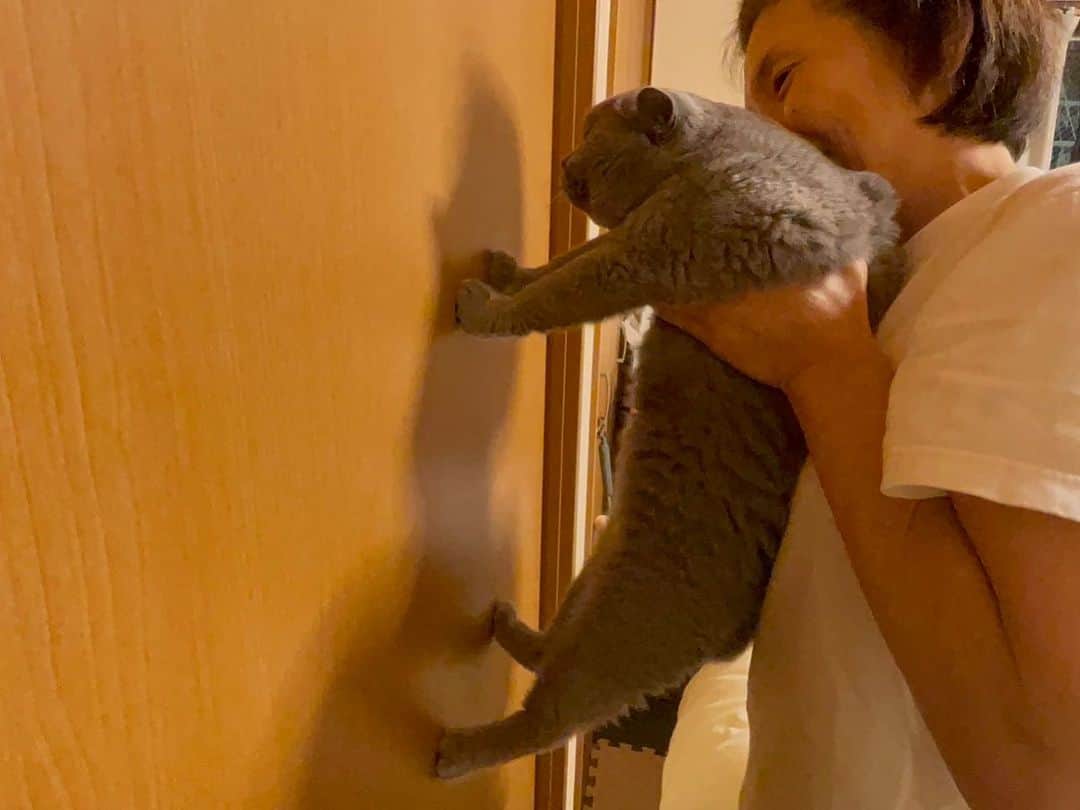 KAORUさんのインスタグラム写真 - (KAORUInstagram)「猫壁チャレンジ 壁に両手を出してストップすれば賢い 手を出さずに壁に頭がついたら天然  って言うのをやってみた‼️  結果、ふたりとも賢ーい😍😍😍  #親バカ 炸裂🤣🤣🤣  #諭吉と幸来 #ゆきさく #猫のいる暮らし」10月24日 7時15分 - yukisaku_88