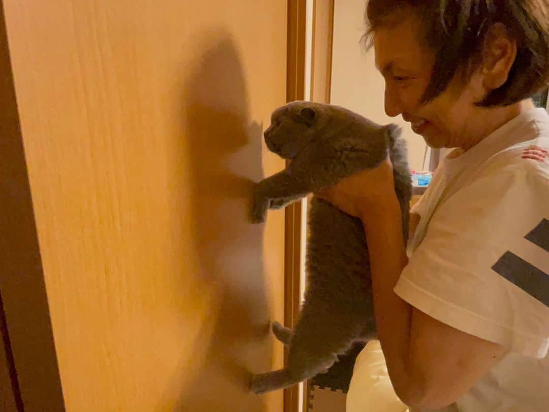 のインスタグラム：「猫壁チャレンジ 壁に両手を出してストップすれば賢い 手を出さずに壁に頭がついたら天然  って言うのをやってみた‼️  結果、ふたりとも賢ーい😍😍😍  #親バカ 炸裂🤣🤣🤣  #諭吉と幸来 #ゆきさく #猫のいる暮らし」