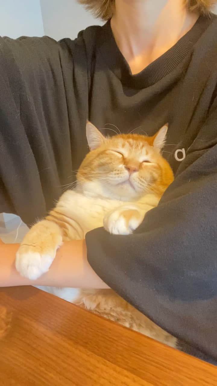 のインスタグラム：「＊ セルフ後頭部まくら。 ・ #怪眠 ・ Guppy is sleeping on my legs.」