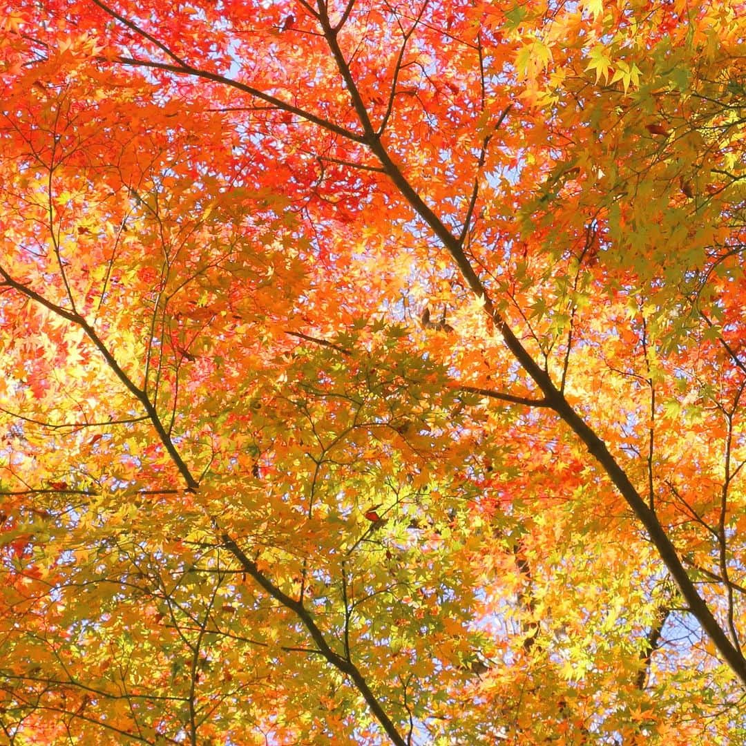 ワンズテラスさんのインスタグラム写真 - (ワンズテラスInstagram)「おはようございます。 今日は二十四節気の「霜降」（そうこう）です。深まる秋とともに朝晩の冷え込みが厳しくなり、朝露が霜に変わりはじめる頃です。  最近はカラッと秋晴れとなる日が多く、週末はのんびり秋散歩を楽しみたくなる暖かな陽気です。随分と遅くなっている紅葉ですが、北の地域や山間部では紅葉の便りが届いて秋が深まっているのを感じます。  朝晩は冷え込むものの、日中は気温が上がる日が多い為、毎日の服装選びにも悩んでしまいますが、そろそろ冬支度はしておいた方が良さそうです。次の二十四節気は「立冬」となり、暦の上では冬の入り口です。  #二十四節気 #霜降 #木漏れ日 #秋晴れ #秋晴れの空 #秋の深まり #冬の気配 #冬支度 #一人散歩 #散歩 #秋散歩 #カメラ散歩 #写真散歩 #玉ボケ #onesterrace #ワンズテラス」10月24日 7時19分 - onesterrace