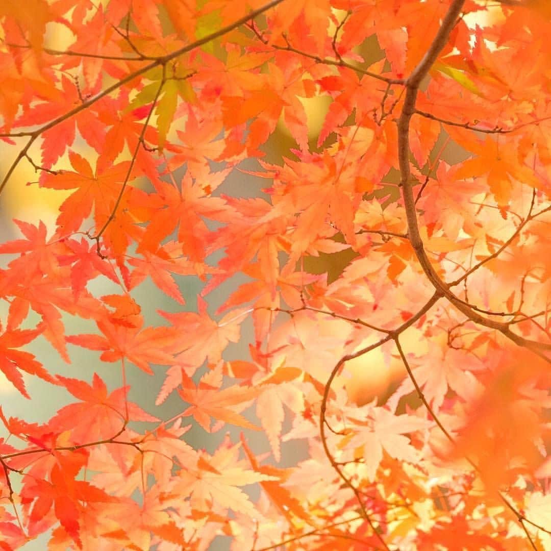 ワンズテラスのインスタグラム：「おはようございます。 今日は二十四節気の「霜降」（そうこう）です。深まる秋とともに朝晩の冷え込みが厳しくなり、朝露が霜に変わりはじめる頃です。  最近はカラッと秋晴れとなる日が多く、週末はのんびり秋散歩を楽しみたくなる暖かな陽気です。随分と遅くなっている紅葉ですが、北の地域や山間部では紅葉の便りが届いて秋が深まっているのを感じます。  朝晩は冷え込むものの、日中は気温が上がる日が多い為、毎日の服装選びにも悩んでしまいますが、そろそろ冬支度はしておいた方が良さそうです。次の二十四節気は「立冬」となり、暦の上では冬の入り口です。  #二十四節気 #霜降 #木漏れ日 #秋晴れ #秋晴れの空 #秋の深まり #冬の気配 #冬支度 #一人散歩 #散歩 #秋散歩 #カメラ散歩 #写真散歩 #玉ボケ #onesterrace #ワンズテラス」