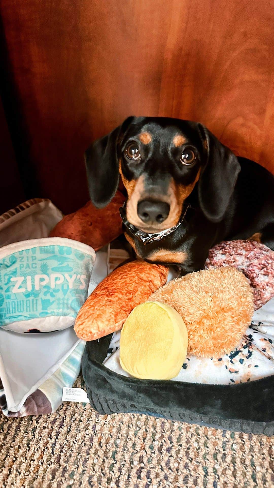 のインスタグラム：「POV: You’re the dog during Thanksgiving 🐕 Save up to $30 by ordering your Thanksgiving package online, today! For more information or to pre-order your holiday meal package, visit zippys.com. #NextStopZippys」