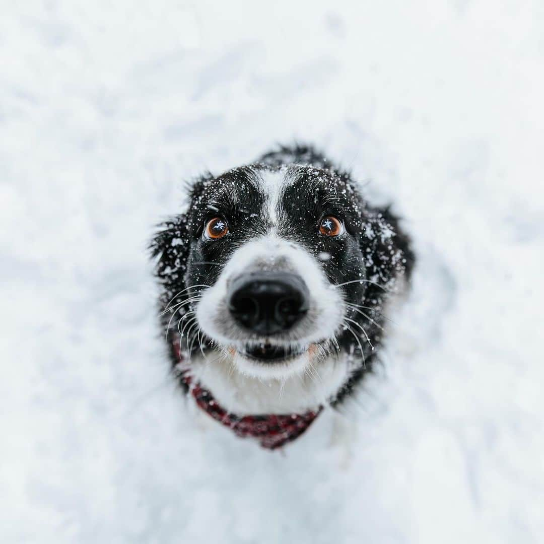 Andrew Knappのインスタグラム：「One of my favourite collections of photos captured over Momo’s life. I’ve always wanted to make @momosface into a calendar and now it’s available in my store.  Get it now for your home or office or as a gift at an extra super special early bird price.   Very much appreciate your support. 💛🧡❤️🩷」