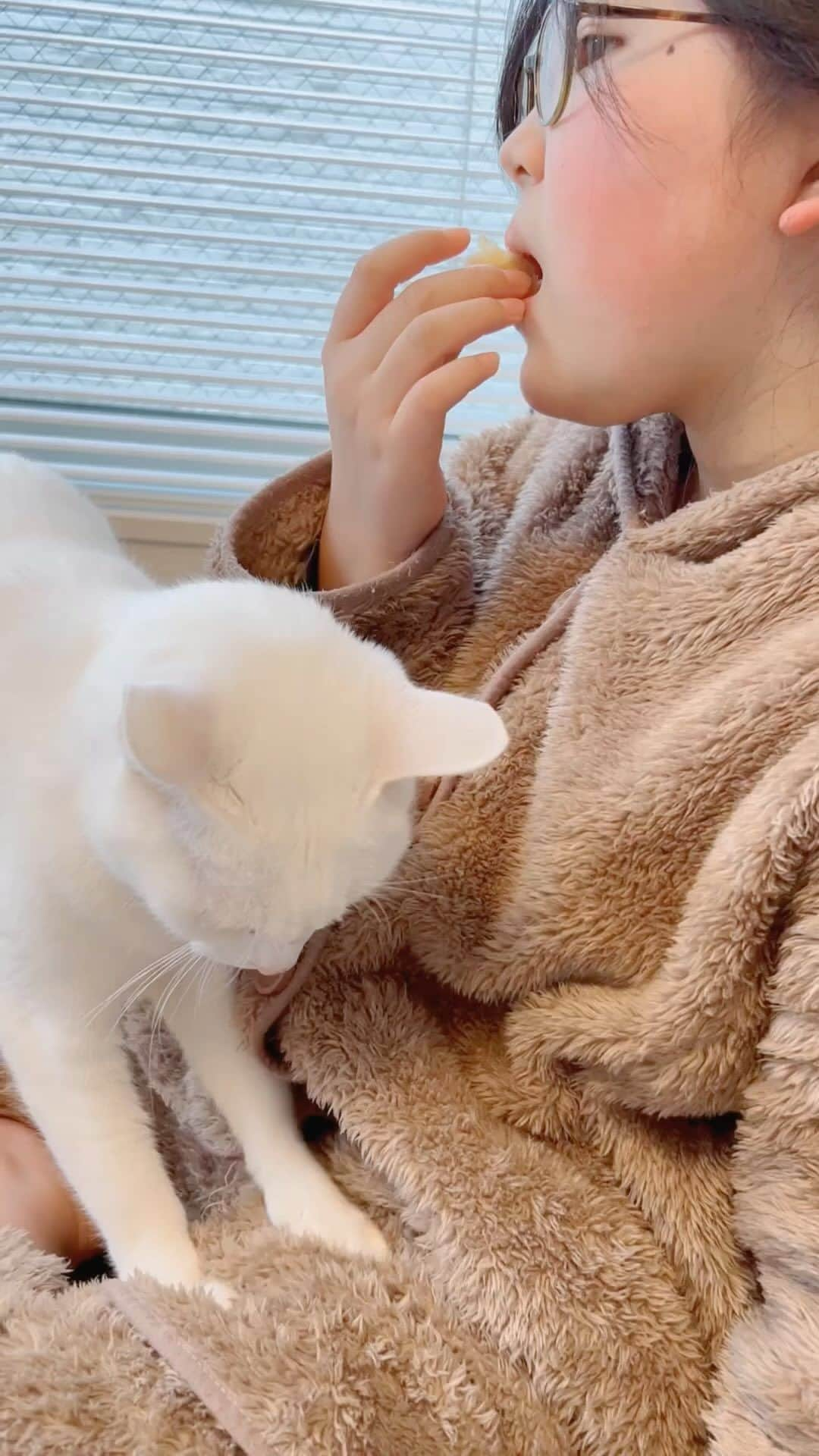 korokoronyaのインスタグラム：「❁*∗ 24 Oct, 2023  MoChibimame🐱🍞👧🏻 #pastvideo * 姉さんのモフモフパジャマで コネコネ職人過去動画🐱🍞👧🏻 でお早うございますにゃ。 ニャンズとぬくぬくしたい季節、来ましたねぇ🍂 殺人級の猛暑からのこれなんで、今は快適に思います。 てか 猛暑とか、諸々の影響で物価の高さ、ひしひしと 感じません？💦スーパー買い物行く度に、高っ⁉️😩 って思う😓💸 * #もちとちびまめ #うごくもちとちびまめ」