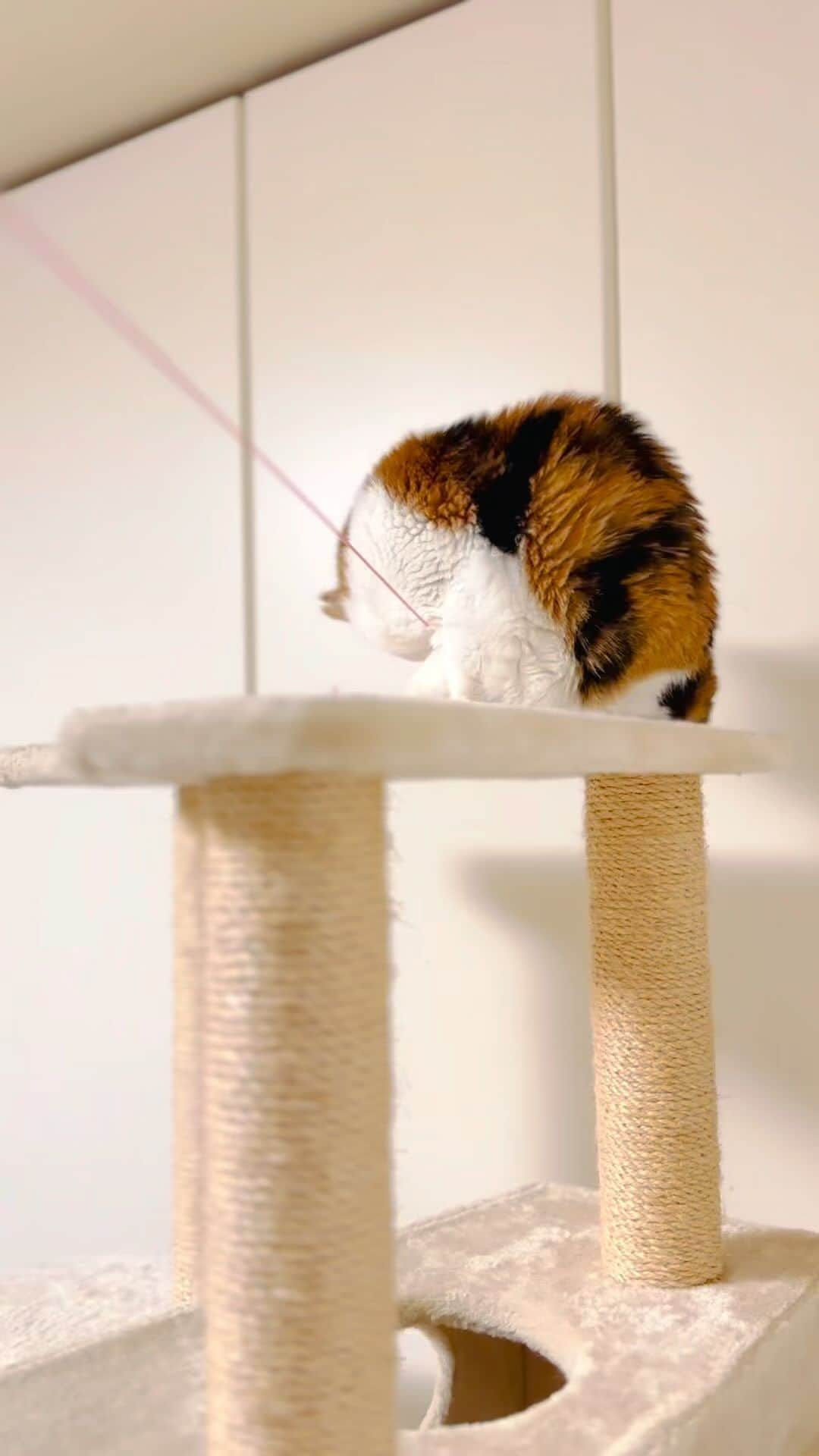 のインスタグラム：「少しはご機嫌戻ったか？ #華やぐアヤメ #三毛猫 #猫 #ねこ #calico #cat #neko #catlovers #catstagram」