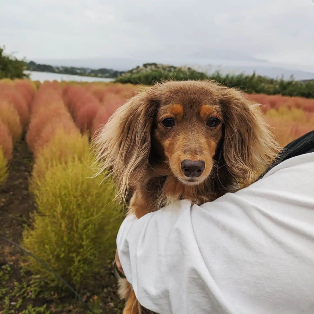 くるみんのインスタグラム：「* 10月8日 コキアを見たくて河口湖の大石公園に行ってきました🐾🐾 予報より雨☔が早く降ってきて、2ワンのお腹が汚れちゃったけど、緑と赤のグラデーションのコキアが見られたよ🔴🔴🔴🟢🟢🟢 足早に写真をたくさん撮ったので、続きも見てね  #カニンヘンダックスフント #カニンヘンダックス多頭飼い #カニンヘンダックスの日常 #カニンヘン #カニンヘンダックス #カニンヘンチョコタン #カニンヘンダックスチョコタン #カニンヘンの会 #カニンヘンダックスフンド #カニンヘンダックス #カニンヘンダックスフンドチョコタン #チョコタンダックスフント #チョコタンダックスフンド #チョコタンダックス #チョコタン #ダックス多頭飼い #ダックスフントカニンヘン #ダックスフント #ダックスフンドカニンヘン #ダックスフンドチョコタン #ダックス部 #ダックスフンド #いぬ部 #いぬすたぐらむ #いぬバカ部 #短足部 #dachshund #dachs #dogstagram #dog #大石公園」