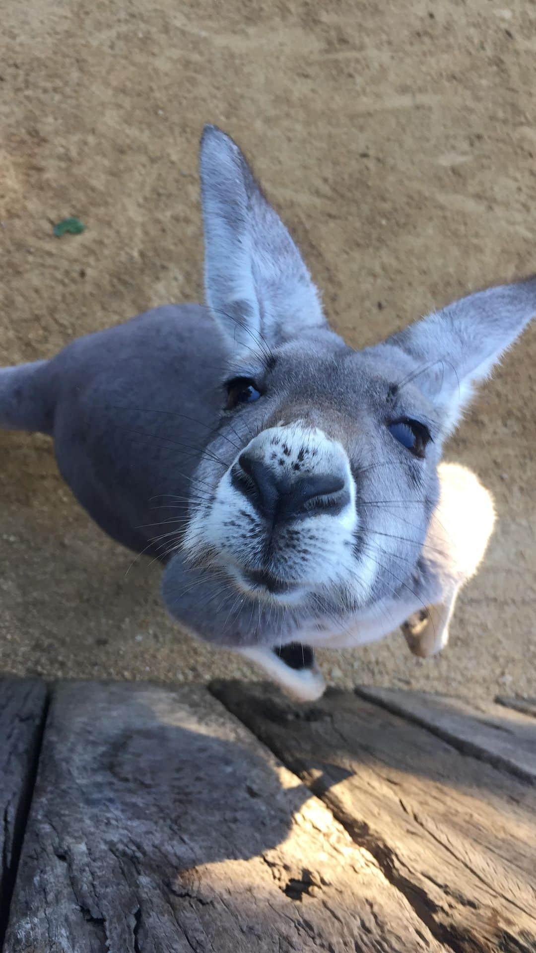 タロンガ動物園のインスタグラム：「🦘 Happy World Kangaroo Day! 🦘  These amazing marsupials are not only a symbol of Australia but also play an essential role in their ecosystem as seed dispersers, grazers, and even ecosystem engineers.   If you encounter a wild kangaroo when driving, please remember to:  🌅 Slow down, especially at dawn and dusk when they are most active.  🛑 Stop safely and wait for it to hop off the road before continuing on your drive.  📞 Call a licensed wildlife rescue and rehabilitation group in the local area if you find an injured kangaroo or animal.  #ForTheWild」