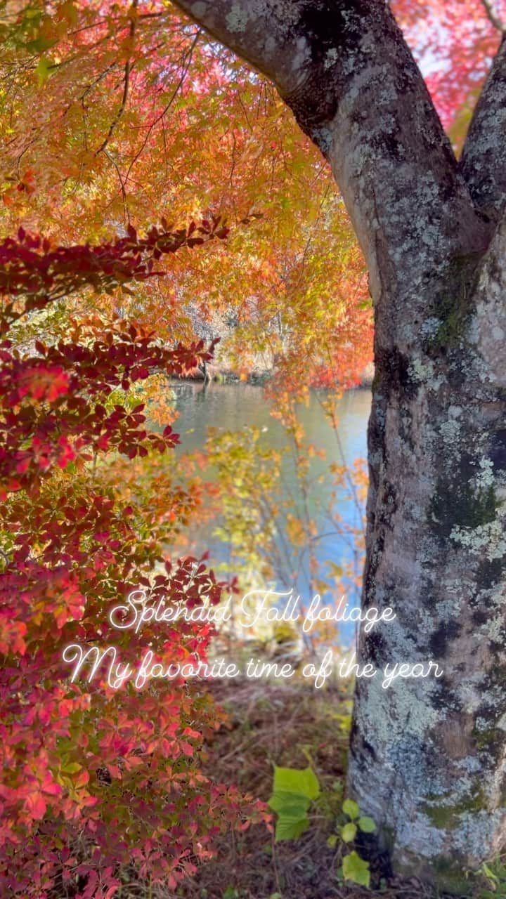 レイチェル・チャンのインスタグラム：「My favourite time of the year.  Fall foliage in the mountains…🍁Abundance , everywhere around us.  色のグラデーション、空とのコントラストが美しくて、贅沢なひととき✨ わたしたちは豊かさに囲まれているね🍁 受け取りモードに自然となる大事な時間…  #紅葉 #fallfoliage  #引き寄せ  #引き寄せの法則  #エイブラハム #エイブラハムの教え  #abundance #豊かさ」