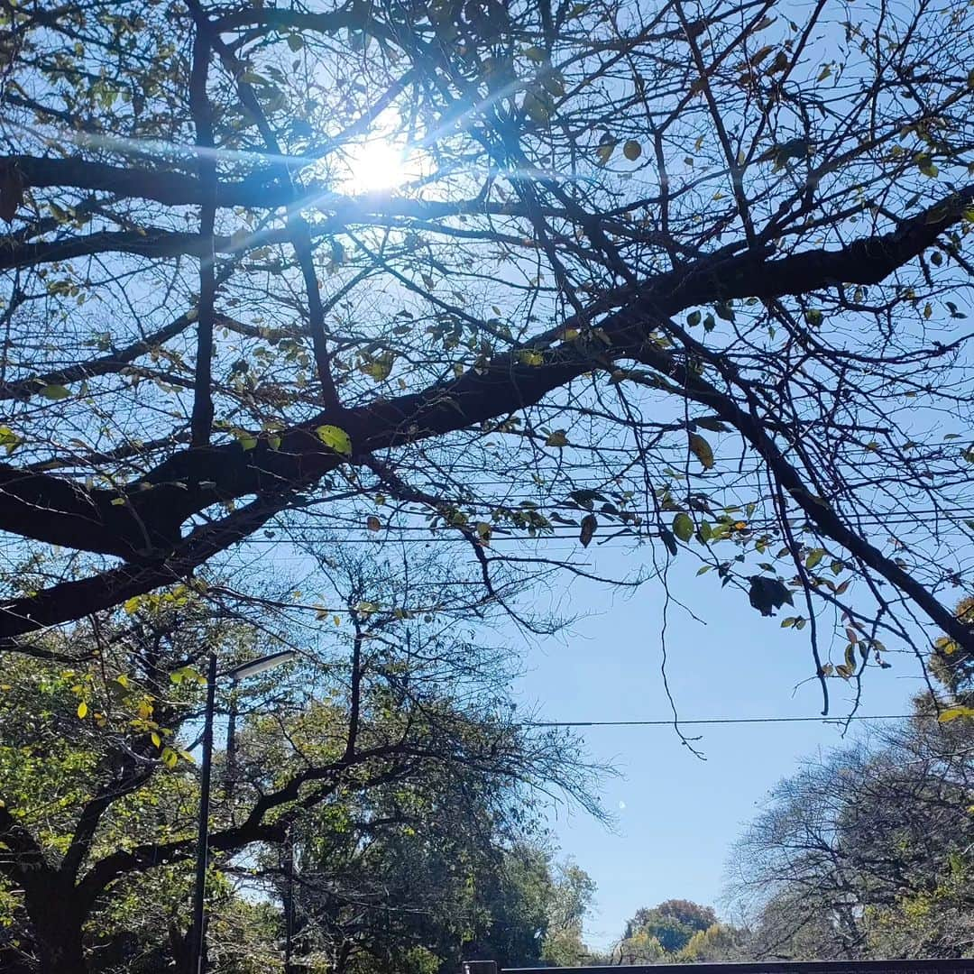 有馬徹さんのインスタグラム写真 - (有馬徹Instagram)「おはようございます。 朝の散歩。快晴でめちゃくちゃ気持ちがいい。  #朝散歩 #朝のルーティン」10月24日 9時48分 - inuarima