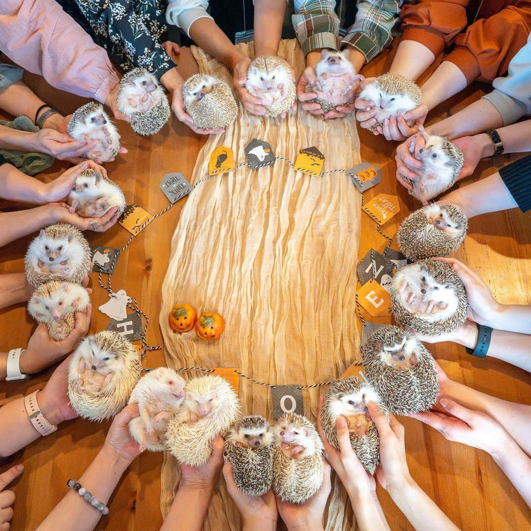 ラド&ティンクのインスタグラム：「Hedgehog Halloween Party🎃🦔  model ： Liam & his friends  昨日は久しぶりに大人数ハリ会でした😊 なんと20人19ハリ🦔で集まりました🙌  あっという間の楽しい時間。 みんなのハリ愛たっぷりで素敵な時間❤️ リアムもみんなにピーピー言って、大興奮してました🙌  たくさん写真撮ってもらったので、 また投稿します😊  【参加者】 @coakiaco バターくん、もちちゃん @ichigo_chiyoco オハナちゃん、ヒヨコくん @ayabribrick あおちゃん @shelly.petit_hedgehog  @shirasudon_111 あいすちゃん @marble_jiro チェリーちゃん @komug__ii  @konacyora_ym3 ゆんちゃん @wagashis0702 月見ちゃん、芋けんぴくん @uni_desu  @tacakotan らくくん @i.am.rowa ライリーくん @gulu_gram サムくん @5by5chihiro  @aoringo_ham 茶々丸くん @hedgehog_citron しえるくん @pocomi_pocohamm プリンくん @moca.mona2020 モナちゃん @ganmohedgehog さつまくん @rado_pompon  リアム  #はりねずみのリアム #はりねずみ #ハリネズミ #針鼠 #igersjp #pecotv #hedgehog #hedgie #hedgehogparty」