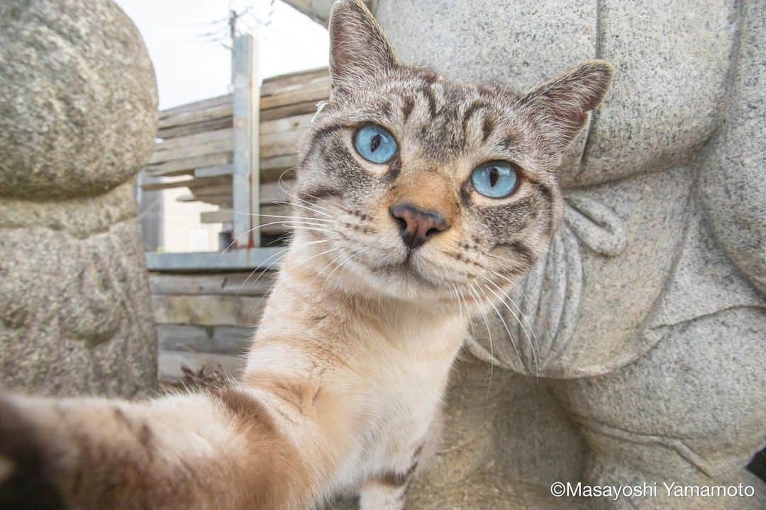 山本正義のインスタグラム：「自撮り🤳  selfie shot🤳  #島猫 #ねこ #猫 #bestmeow #地域猫 #自由猫 #にゃんすたぐらむ #猫写真 #nekoclub #gato #ふわもこ部  #cats #kitten #catstagram #catstagram_japan #catsofinstagram  #catloversclub #catstagramcat #catworldwide #東京カメラ部 #貓 #pleasantcats #7catdays #my_eos_photo #9gag #yourshotphotographer #立ち猫 #cat #catlovers #usa」