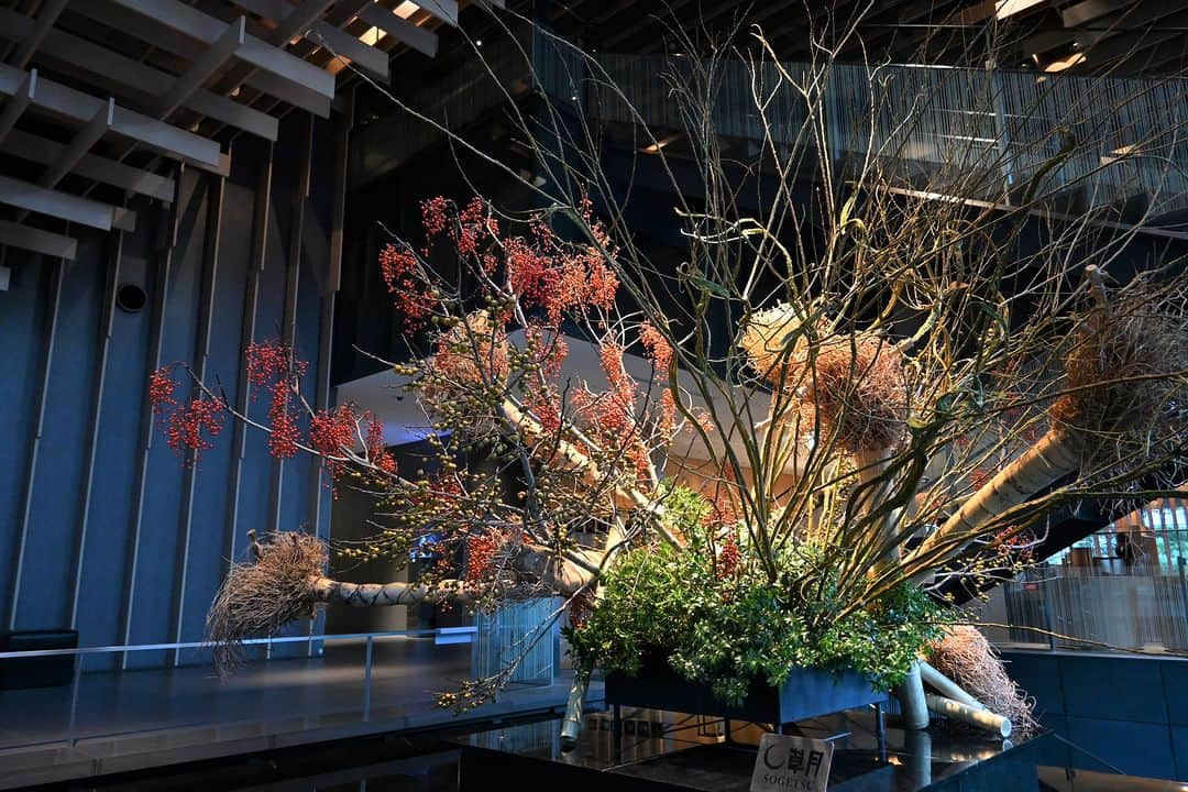 ザ・キャピトルホテル 東急 公式さんのインスタグラム写真 - (ザ・キャピトルホテル 東急 公式Instagram)「秋の深まりに合わせ、3Fメインロビーでは草月のいけばなを秋仕様へ。 作品のタイトルは「大地のみのり」。 南天や豆柿の美しい実ものを抱く大地をイメージし、力強さを感じる竹の根が特徴的な作品です。  素敵な作品をありがとうございます。 @hana_project  #ザキャピトルホテル東急 #TheCapitolHotelTokyu #草月流 #いけばな #花 #花のある暮らし #ホテルロビー #hoteldesign #ikebana #flowerarrangement #sogetsu #flower #japaneseflowerarrangement #flowerstagram」10月24日 21時00分 - thecapitolhoteltokyu