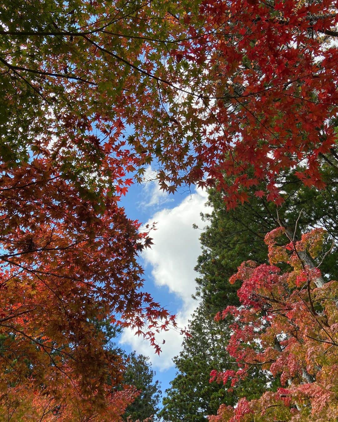 高樹リサのインスタグラム：「🍁.」