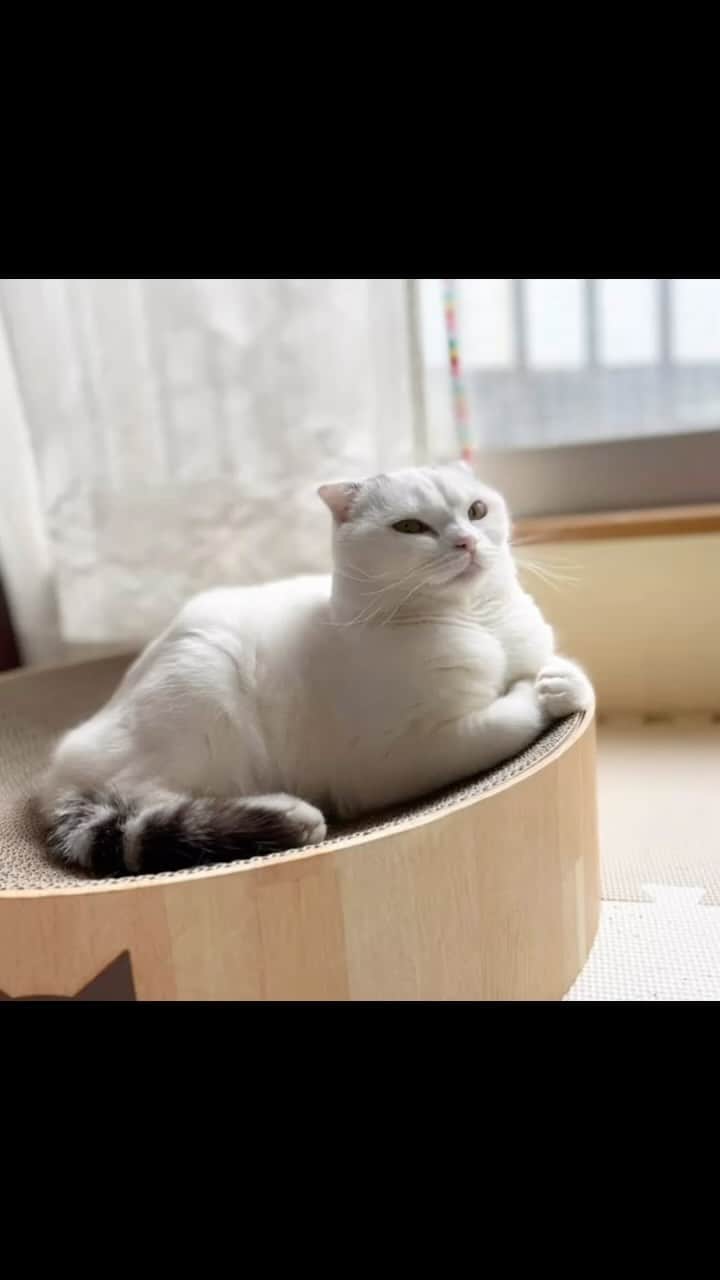 のインスタグラム：「小さい頃の #幸来 ちゃん😊 可愛い😍  #スコティッシュフォールド  #saku  #猫のいる暮らし」