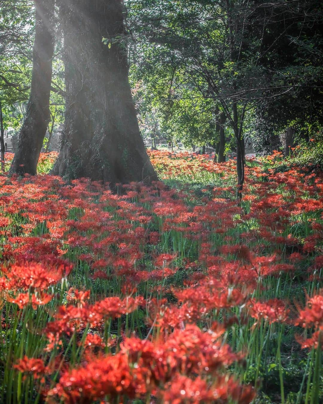 botanist officialのインスタグラム：「ここは、大分県竹田市にある国指定史跡 #七ツ森古墳群 600坪ほどの敷地に咲き誇る彼岸花が有名で、その本数は実に20万本以上といわれています。  かつて荒れ果てていた敷地内を地元の方々が整備し始めたところ、野生の彼岸花が徐々に増え、いつしか真っ赤な絨毯のような群生地になったそう。とある映画のワンシーンに使用されたことも追い風となり、今では日本屈指の彼岸花観光スポットとして名を馳せるようになりました✨  彼岸花の花言葉は色によって異なりますが、赤い彼岸花には「情熱」「独立」といった力強い言葉があてられています。生命力を感じさせる鮮やかな色、凛とした佇まいにふさわしい花言葉ですね。  彼岸花の名所であるほか、考古学上とても貴重な古墳群としても知られる七ツ森古墳群。 豊かな自然に囲まれながら、はるか昔の人々の暮らしに思いを馳せてみてはいかがでしょうか♪  Thank you!：mai_7100  ✔︎ 当アカウントでは、植物と共に生きる「ボタニカルライフスタイル」を豊かにするため、四季折々の自然の景色や、植物の魅力が溢れるボタニカルスポットを紹介しています。  ✔︎ 植物がもたらす美しい景色のお写真に #絶景ボタニカル を付けて投稿していただくと、当アカウントでご紹介させていただくことがございます。  #絶景ボタニカル #BOTANIST #ボタニスト #botanicalbeauty」