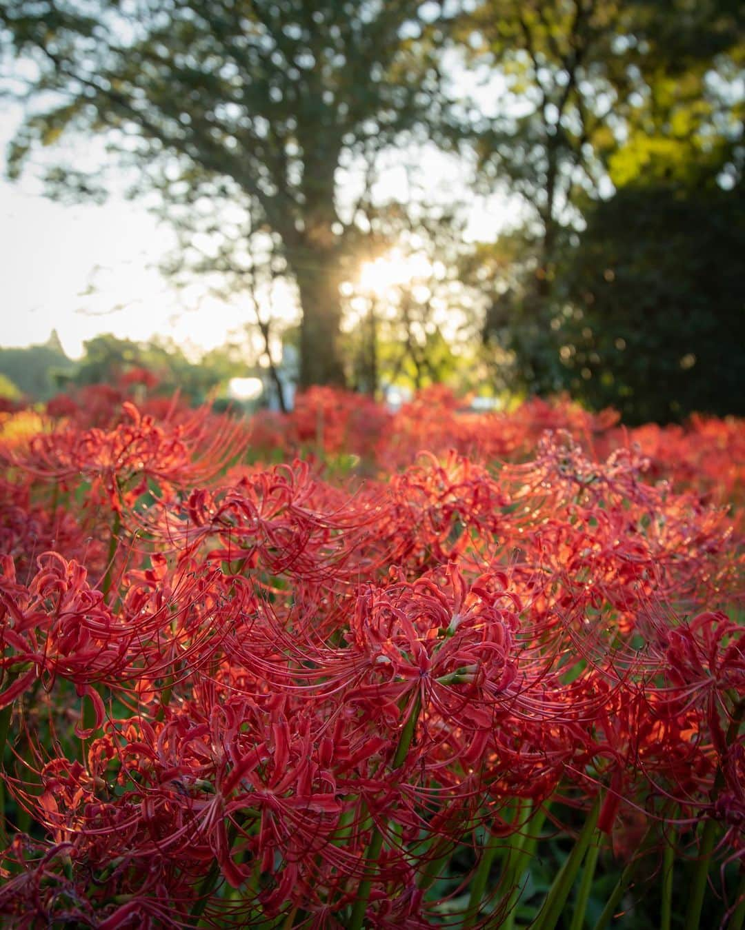 botanist officialさんのインスタグラム写真 - (botanist officialInstagram)「ここは、大分県竹田市にある国指定史跡 #七ツ森古墳群 600坪ほどの敷地に咲き誇る彼岸花が有名で、その本数は実に20万本以上といわれています。  かつて荒れ果てていた敷地内を地元の方々が整備し始めたところ、野生の彼岸花が徐々に増え、いつしか真っ赤な絨毯のような群生地になったそう。とある映画のワンシーンに使用されたことも追い風となり、今では日本屈指の彼岸花観光スポットとして名を馳せるようになりました✨  彼岸花の花言葉は色によって異なりますが、赤い彼岸花には「情熱」「独立」といった力強い言葉があてられています。生命力を感じさせる鮮やかな色、凛とした佇まいにふさわしい花言葉ですね。  彼岸花の名所であるほか、考古学上とても貴重な古墳群としても知られる七ツ森古墳群。 豊かな自然に囲まれながら、はるか昔の人々の暮らしに思いを馳せてみてはいかがでしょうか♪  Thank you!：mai_7100  ✔︎ 当アカウントでは、植物と共に生きる「ボタニカルライフスタイル」を豊かにするため、四季折々の自然の景色や、植物の魅力が溢れるボタニカルスポットを紹介しています。  ✔︎ 植物がもたらす美しい景色のお写真に #絶景ボタニカル を付けて投稿していただくと、当アカウントでご紹介させていただくことがございます。  #絶景ボタニカル #BOTANIST #ボタニスト #botanicalbeauty」10月24日 20時15分 - botanist_official