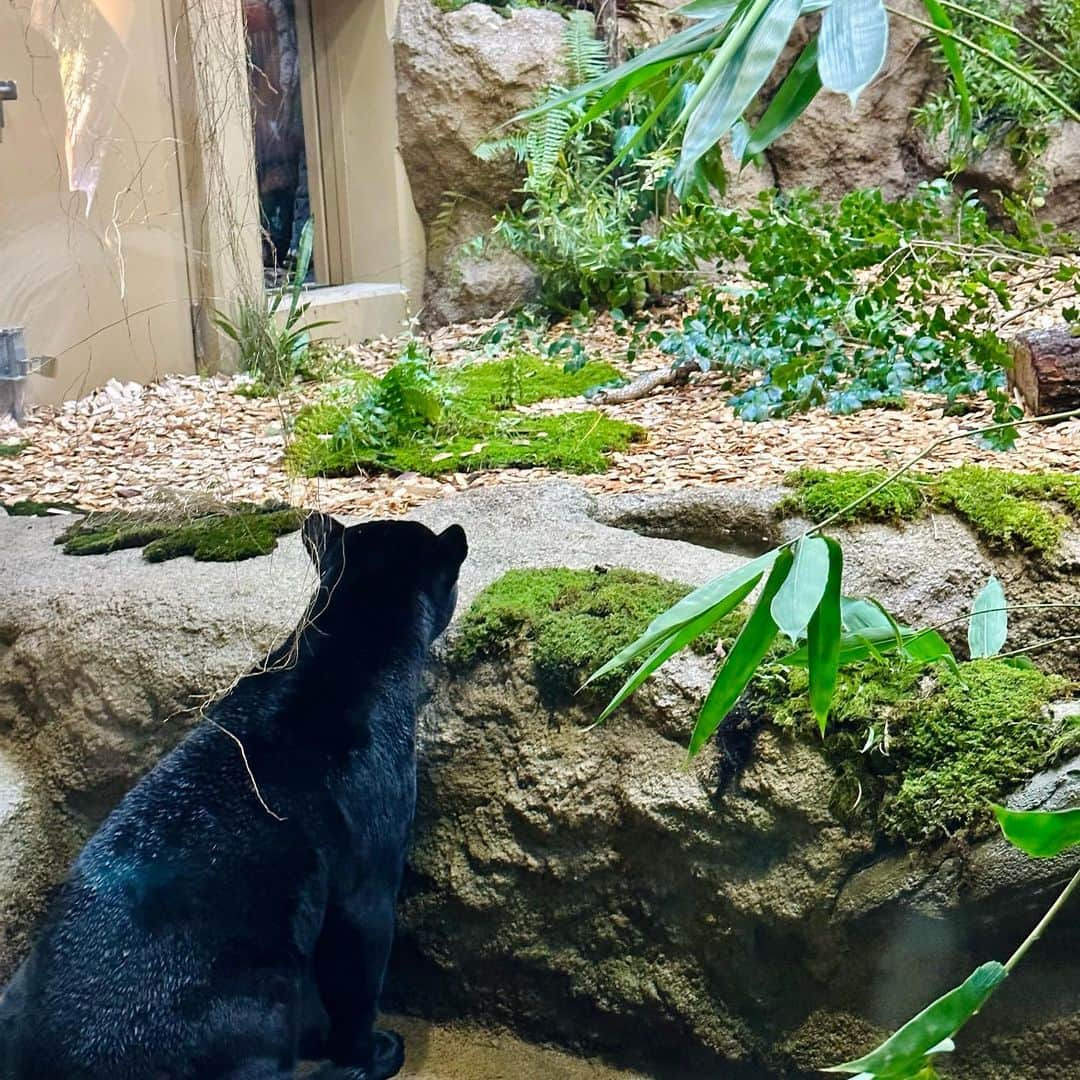 上坂嵩さんのインスタグラム写真 - (上坂嵩Instagram)「新ジャガー舎😺 . #東山動植物園 に今日オープンした #ジャガー舎 ！ 『ドデスカ＋』で生中継を交えてお伝えしました💡 . #ジャガー のマヤちゃんは、今月引っ越してきたばかり！ しかも、展示エリアに足を運んでからは一週間ということで 生活空間に慣れていく段階とのこと🍀 . 少しずつ落ち着ける場所を見つけたり、 水に慣れて、飛び込んだり泳いだり、 外に出るようになって岩場を駆け登ったり。 . "変化していく様子"が見られるのも、 今だけの楽しみだと感じました☺️ . . #ドデスカ #ドデスカプラス #ドデスカ＋ #メーテレ #アップ #アナウンサー #フィールドキャスター #ニュースワード #SDGsビジネスマスター #社会調査士 #スピーチコンサルタント #スピーチ #トーク #話し方 #スピーチトレーナー #スピーチライター #上坂嵩」10月24日 20時13分 - takashi_uesaka_nbn