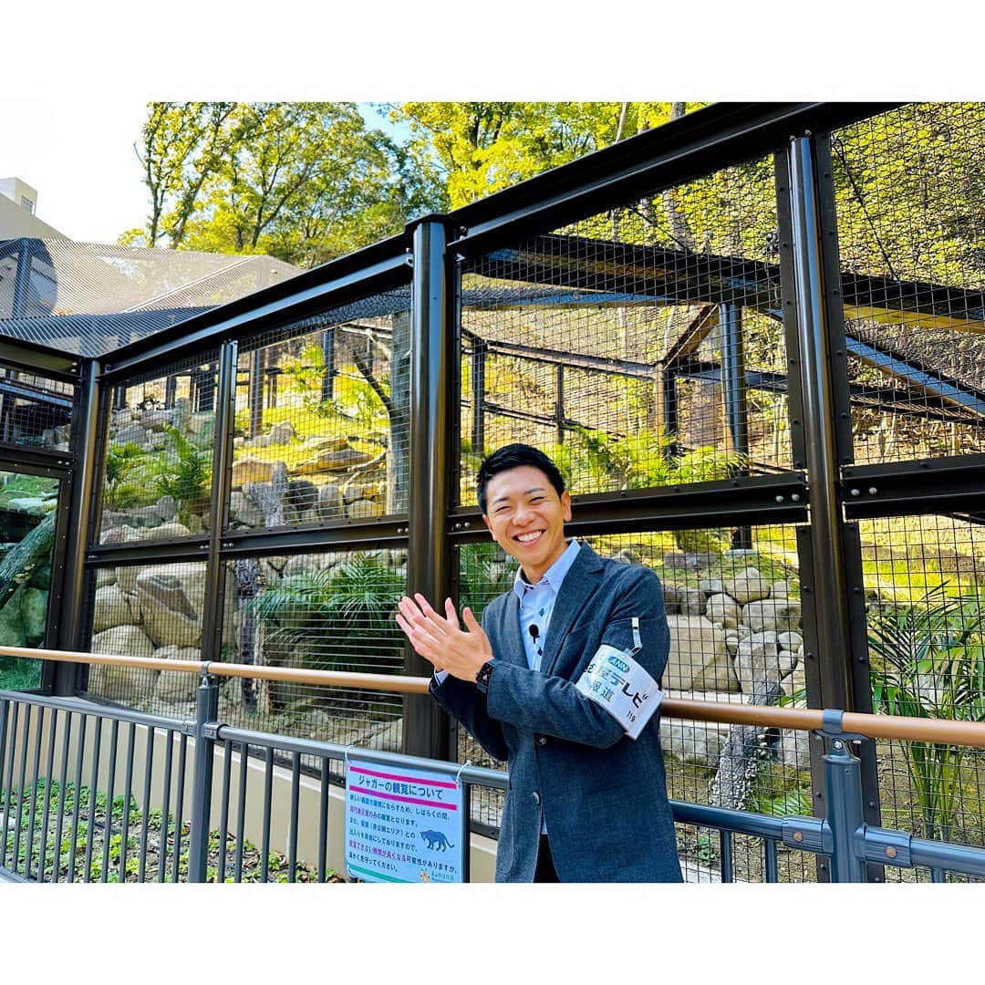 上坂嵩さんのインスタグラム写真 - (上坂嵩Instagram)「新ジャガー舎😺 . #東山動植物園 に今日オープンした #ジャガー舎 ！ 『ドデスカ＋』で生中継を交えてお伝えしました💡 . #ジャガー のマヤちゃんは、今月引っ越してきたばかり！ しかも、展示エリアに足を運んでからは一週間ということで 生活空間に慣れていく段階とのこと🍀 . 少しずつ落ち着ける場所を見つけたり、 水に慣れて、飛び込んだり泳いだり、 外に出るようになって岩場を駆け登ったり。 . "変化していく様子"が見られるのも、 今だけの楽しみだと感じました☺️ . . #ドデスカ #ドデスカプラス #ドデスカ＋ #メーテレ #アップ #アナウンサー #フィールドキャスター #ニュースワード #SDGsビジネスマスター #社会調査士 #スピーチコンサルタント #スピーチ #トーク #話し方 #スピーチトレーナー #スピーチライター #上坂嵩」10月24日 20時13分 - takashi_uesaka_nbn