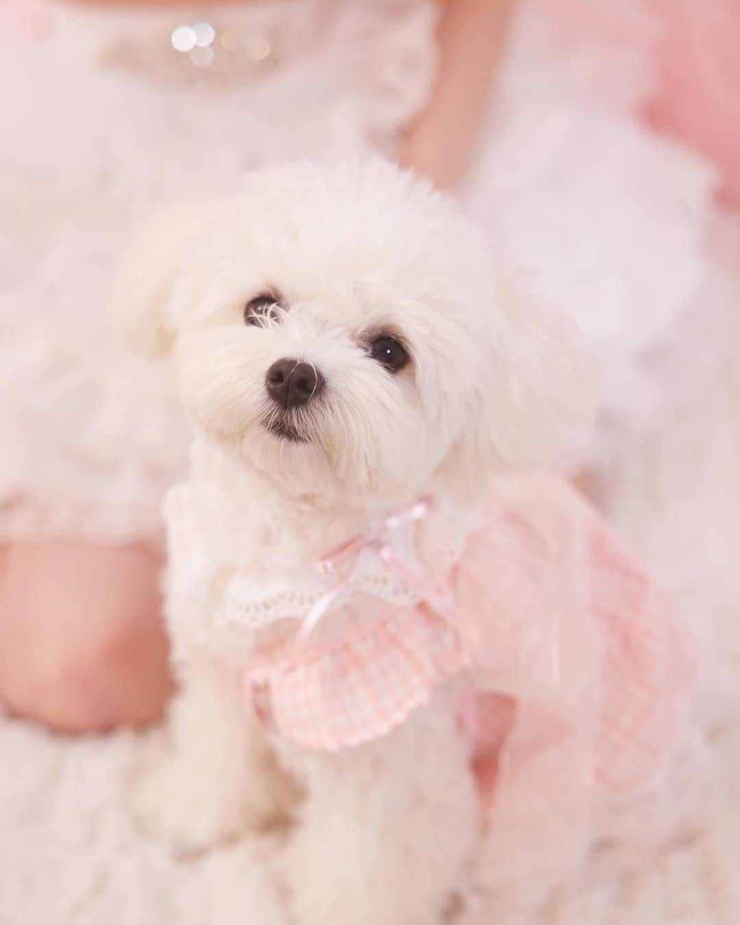 のインスタグラム：「. おこめちゃん2歳のお誕生日おめでとう🍰🤍 うちの子になってくれてありがとう；；♡ 一生幸せにするし守るからね、大好き♡」