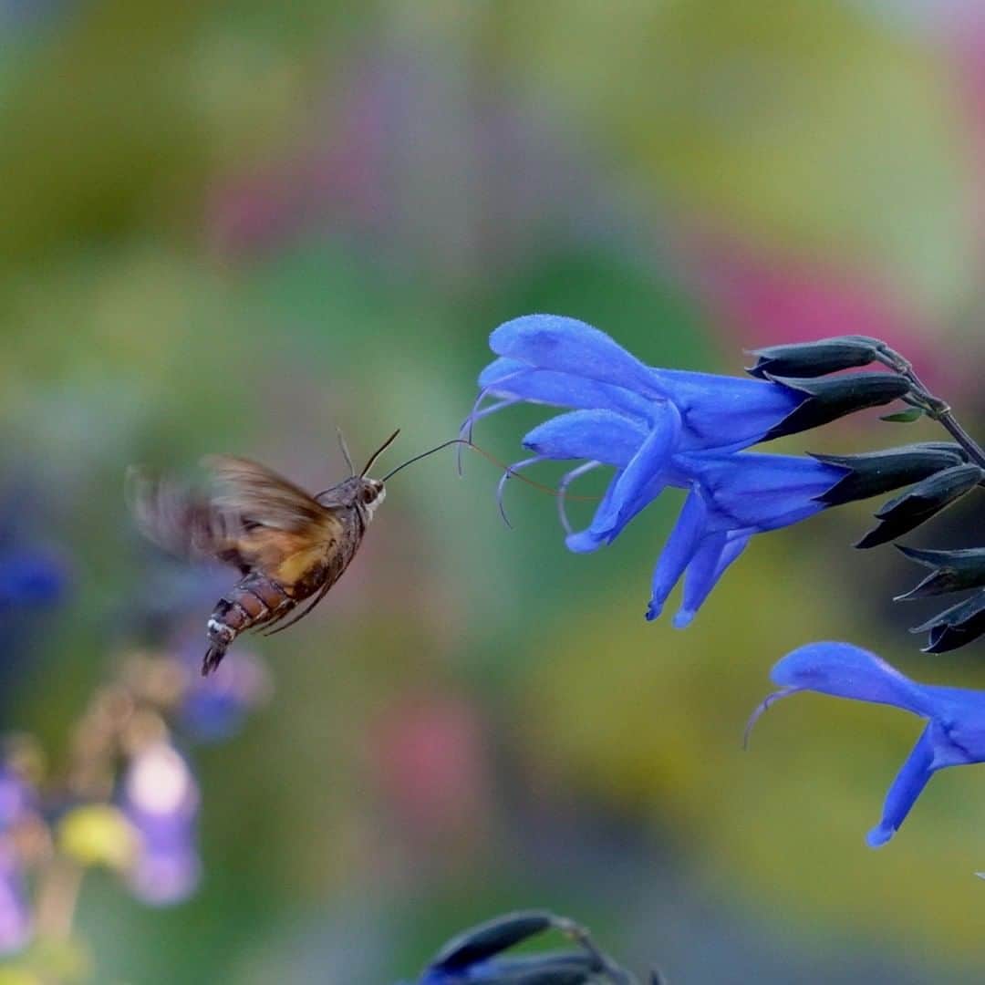 高野寛さんのインスタグラム写真 - (高野寛Instagram)「虫嫌いな人はごめんね〜  スズメガって確かに雀に似てる 虫なのに、黒目があるみたいに見える  くるくるの長いストローを伸ばして青い蜜を美味しそうに、花から花へ（実物は3cmくらい）  #sigma2470f28art  #久しぶりに使ったら描写力すごい」10月24日 20時29分 - takano_hiroshi