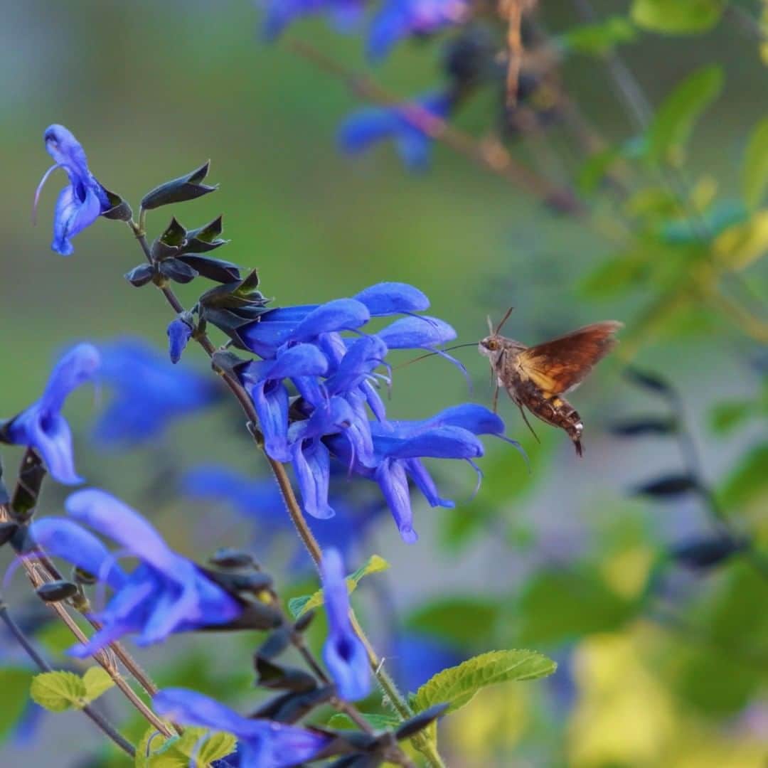 高野寛さんのインスタグラム写真 - (高野寛Instagram)「虫嫌いな人はごめんね〜  スズメガって確かに雀に似てる 虫なのに、黒目があるみたいに見える  くるくるの長いストローを伸ばして青い蜜を美味しそうに、花から花へ（実物は3cmくらい）  #sigma2470f28art  #久しぶりに使ったら描写力すごい」10月24日 20時29分 - takano_hiroshi