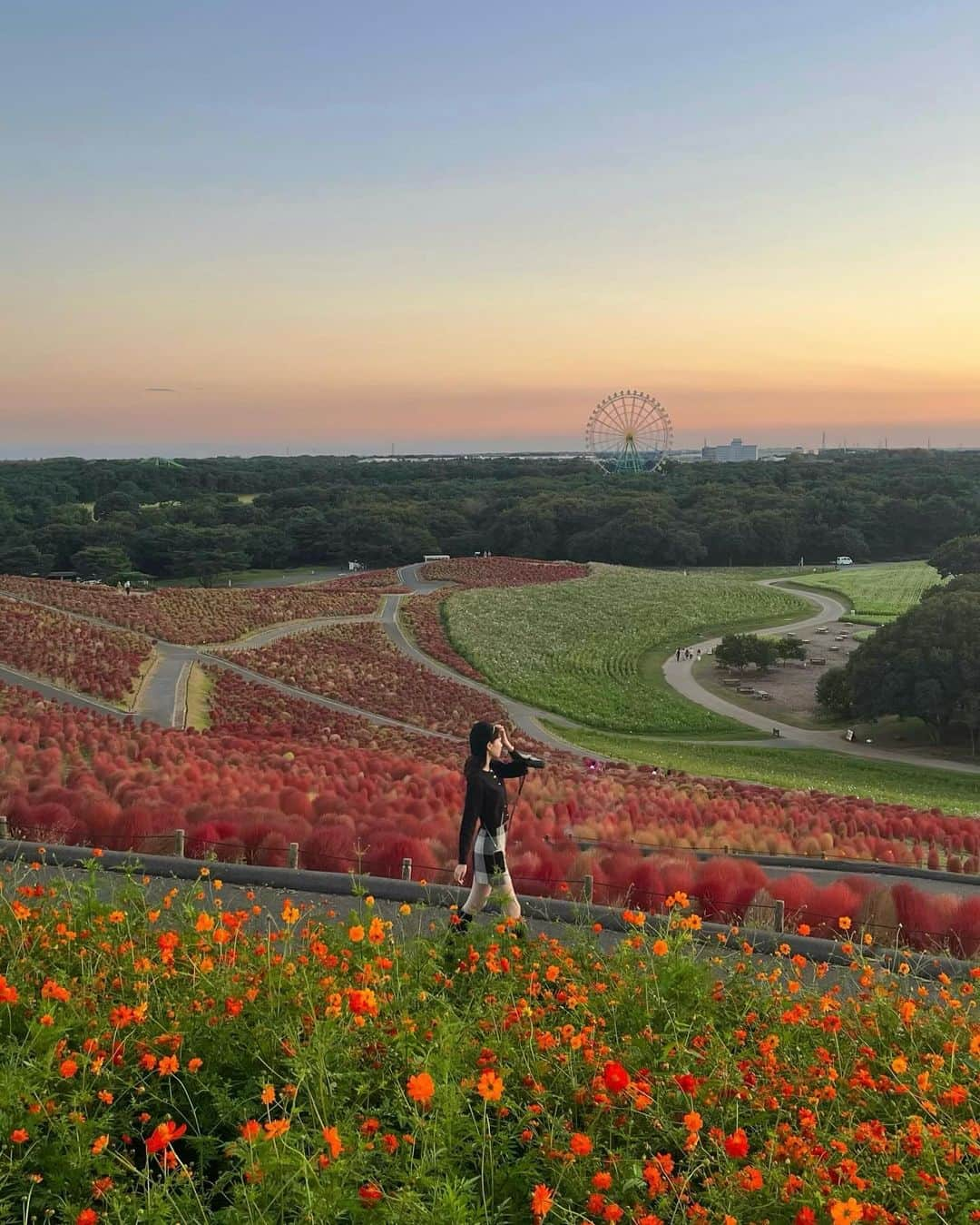 戸北美月さんのインスタグラム写真 - (戸北美月Instagram)「. ドライブで国営ひたち海浜公園に行ってきました⛲️ （もちろん今回も助手席の妹の完璧なサポートのもと、安全運転です！👧🏻🚗） 夕焼けのグラデーションと一緒に眺めるコキアやコスモスはまさに絶景でした🌼また違う季節にも行ってみたいなぁ💭  #国営ひたち海浜公園 #コキア #コスモス畑  #最近ハマっているドライブ #4枚目の写真は妹☺︎」10月24日 20時51分 - mizuki_tokita