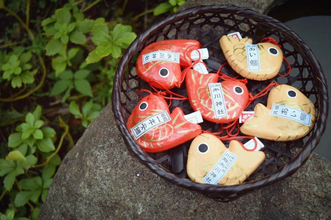 川越氷川神社さんのインスタグラム写真 - (川越氷川神社Instagram)「. 明日より秋の新色、鯛みくじを頒布いたします。安鯛みくじは朱色、あい鯛みくじは薄いオレンジの色合いです。  #川越氷川神社 #鯛みくじ #一年安鯛みくじ #あい鯛みくじ #おみくじ #omikuji  #神社 #埼玉 #川越 #kawagoe  #kawagoehikawashrine hikaw」10月24日 20時54分 - kawagoe_hikawa