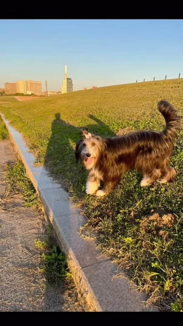 kei515yuのインスタグラム：「明日も良い日でありますように。  #ビアデッドコリー #ビアディ #beardedcollie #akaribeardie #beardie #beardedcolliesofinstagram #puppydog #puppygram  #petscorner #insta_animaluy #dog_ofinstagram #insta_dogs #igdog #topdogphoto #repost_ezyjp #weeklyfluff #dog_features #excellent_dogs #pecoいぬ部 #飛鳥犬舎」