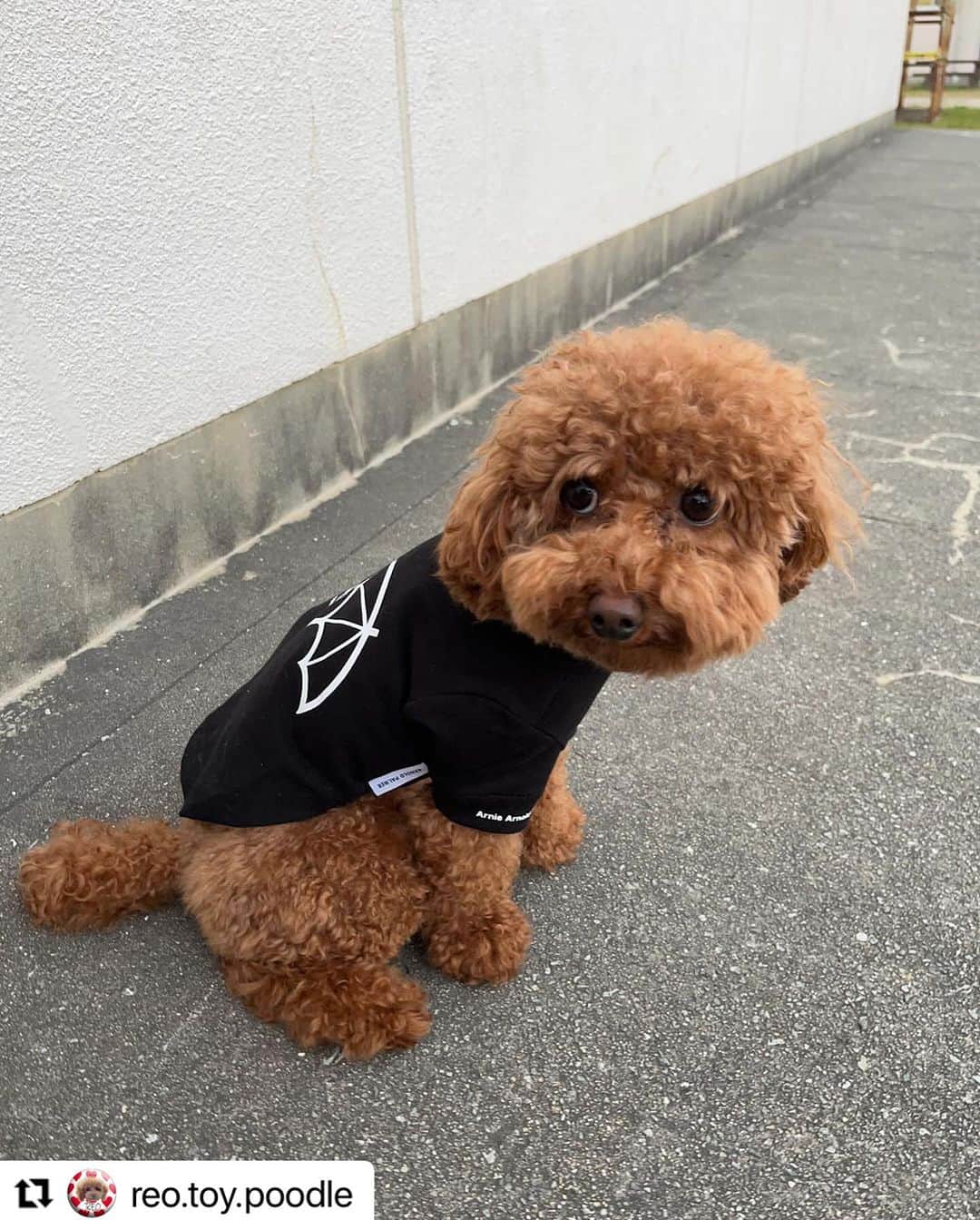 Caluluのインスタグラム