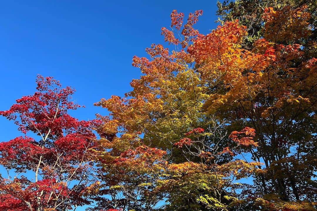 レイチェル・チャンさんのインスタグラム写真 - (レイチェル・チャンInstagram)「My favourite time of the year.  Fall foliage in the mountains…🍁Abundance , everywhere around us.  色のグラデーション、空とのコントラストが美しくて、贅沢なひととき✨ わたしたちは豊かさに囲まれているね🍁 受け取りモードに自然となる大事な時間…  #紅葉 #fallfoliage  #引き寄せ  #引き寄せの法則  #エイブラハム #エイブラハムの教え  #abundance #豊かさ #basharthecorgi」10月24日 12時16分 - rachelchanjpn