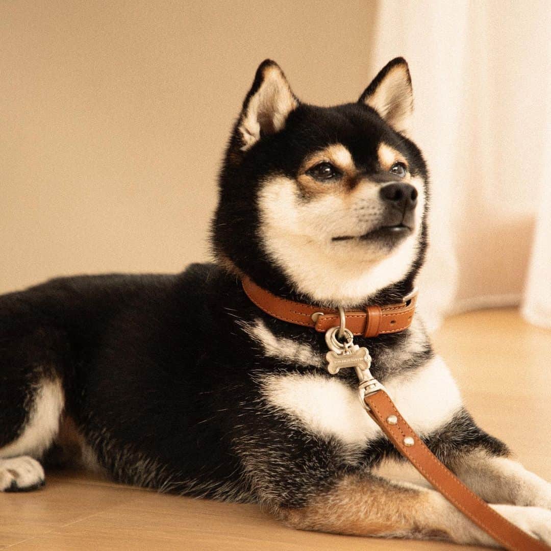 土屋鞄さんのインスタグラム写真 - (土屋鞄Instagram)「New Leather Items #Fordogs  愛犬と過ごすかけがえのない時間を、思い出として刻んでいく5つのペットアイテムが登場です。  また、12/14（木）の発売を迎えるにあたって、ペットアイテムの先行予約販売会を実施します。近くにお越しの際は、どうぞこの機会にご来店ください。  開催店舗：TSUCHIYA KABAN 渋谷店 開催期間：11/1（水）〜11/12（日）  #ペットキャリーバッグ #ペットランドセル #ペットカラー #ペットリード #ペットハーネス #土屋鞄 #革 #革製品 #犬 #犬のいる暮らし #いぬすたぐらむ #キャリーバッグ #ランドセル #リード #ハーネス #leather #leatherbag #dog #craftsmanship #creativity #timeless #madeinjapan #TSUCHIYAKABAN」10月24日 13時03分 - tsuchiya_kaban