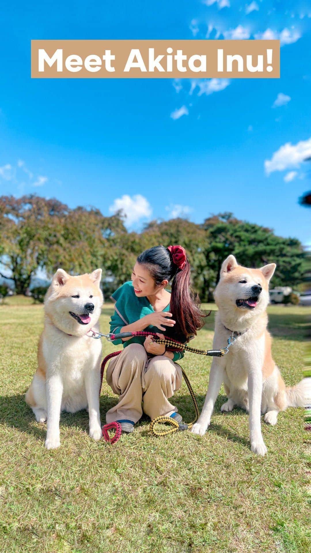 のインスタグラム：「【Meet Akita Inu!】  While the heartwarming tale of loyal Hachiko is widely known, it’s a common misconception that he was a Shiba Inu. In fact, Hachiko was an Akita Inu.  Hachiko became a symbol of Shibuya, but little did us know that Hachiko was actually born in Odate City, exactly 100 years ago.   This year, as we mark Hachi’s 100th birthday, it’s a momentous occasion that binds Shibuya and Odate in celebrating his unwavering loyalty that touched the world. 🥹🙏🏻❤️  There’s no better chance to meet an Akita Inu (or two, or even three!!) than it’s birthplace—Odate City in Akita Prefecture!  If you are lucky, you can meet them at Akita Dog Visitor Center @odate.akitainu, and don’t forget to drop by Akita Dog Museum @akitainu_akiho to learn all about this beloved breed.   For more fluffiness, follow @visitakita! 🥰  📍Odate City, Akita Prefecture」