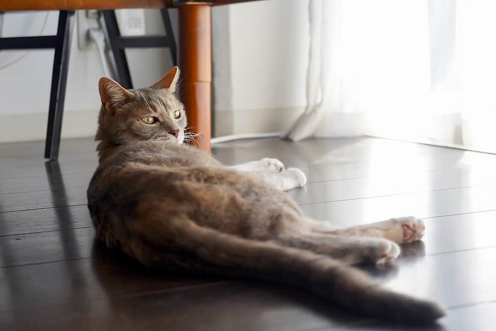 モアレ & クリエさんのインスタグラム写真 - (モアレ & クリエInstagram)「平べったくなってるモアクリ。でろーん。  #モアクリ #moacrie #ねこ #猫 #cat #catsagram #ねこすたぐらむ #にゃんすたぐらむ #猫のいる暮らし #ねこのいる生活」10月24日 14時14分 - moacrie