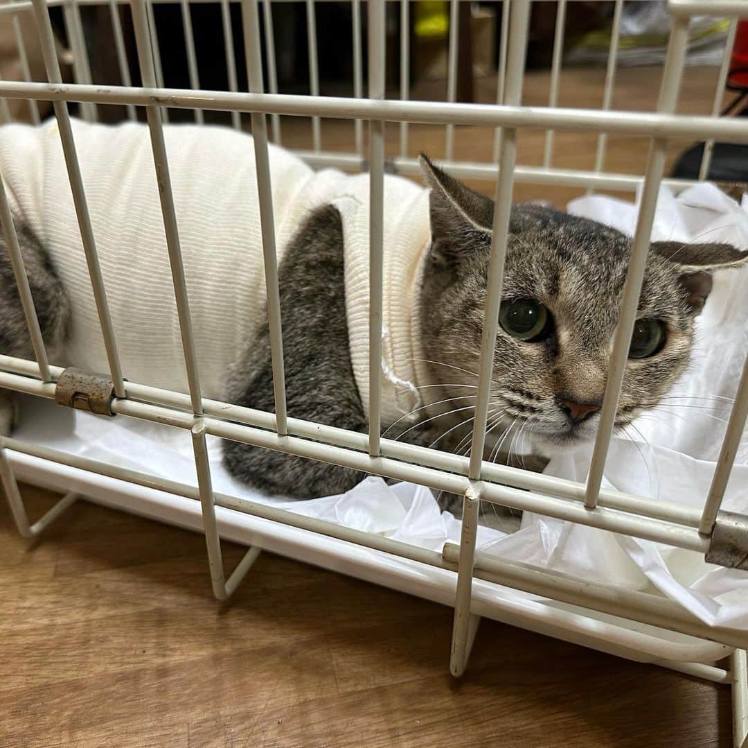 やふのインスタグラム