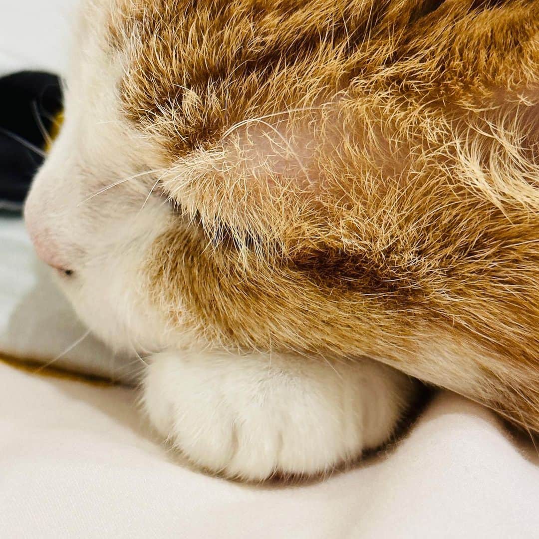 黃阿瑪的後宮生活のインスタグラム：「三腳牌山竹🤩  #山竹」