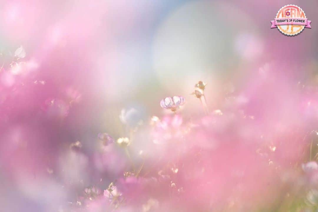 team_jpのインスタグラム：「⁑ 🌺Today's JP Flower🌺　 　 💐🌼🌸おめでとうございます‼︎‼︎🌸🌼💐　 🌹🥀 @yurasan 🥀🌹　 　 　 Photo selected by @yukiii_fleur Flower Tag 🌷#team_jp_flower 🌷　 　 　 いつも素敵な日本の花の写真にタグを付けていただき ありがとうございます。 　 　 Follow: @Team_JP  Tag: #team_jp_   #花 #flowers #ファインダー越しの私の世界　 #コスモス #秋桜 #カメラ好きな人と繋がりたい  #花好きな人と繋がりたい #花撮り人 #flowerphotography #flowerlovers   🗾」