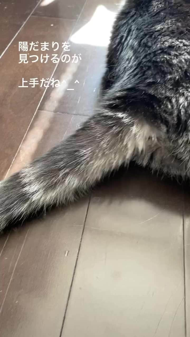 櫛野久美子のインスタグラム：「#猫のいる生活 #立ち耳スコティッシュ #猫吸いしたくなる #猫とひだまり」