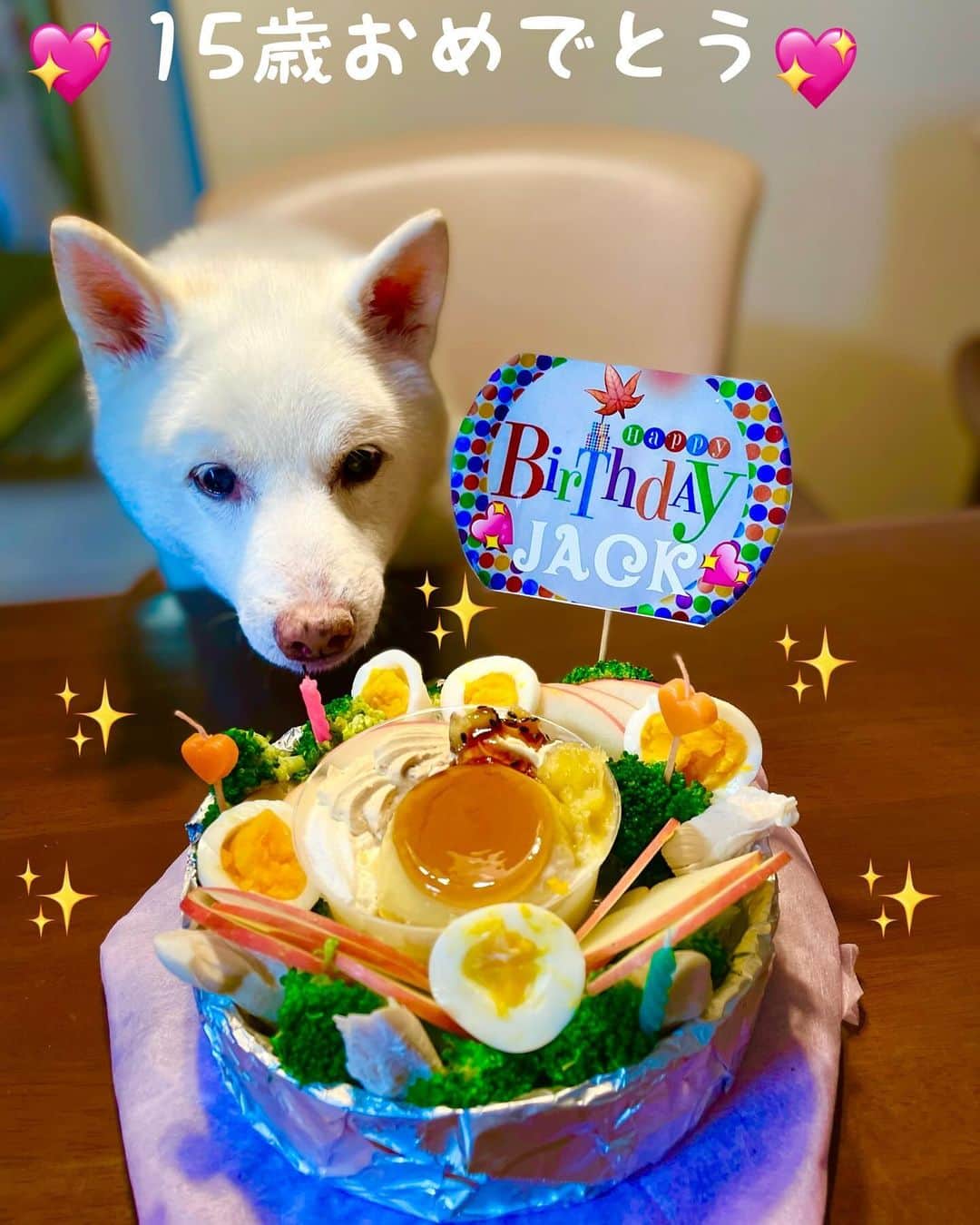 Jacknomamaのインスタグラム：「10月24日 ジャックは、ついに15歳に。。。 歩行もゆっくり、立ち止まって居る時間も長くて、でも食欲はあります🤭 今日は茹で鶏ササミ、ブロッコリー🥦、ゆで卵、スライスリンゴ🍎 🍮プリン完食しました。 食べられ無い物はパパが食べます😆💦 #白柴ジャック #しにあ犬 #15歳 #甘えない犬 #ぱっかーんも忘れた15歳 #二足歩行も忘れた15歳」