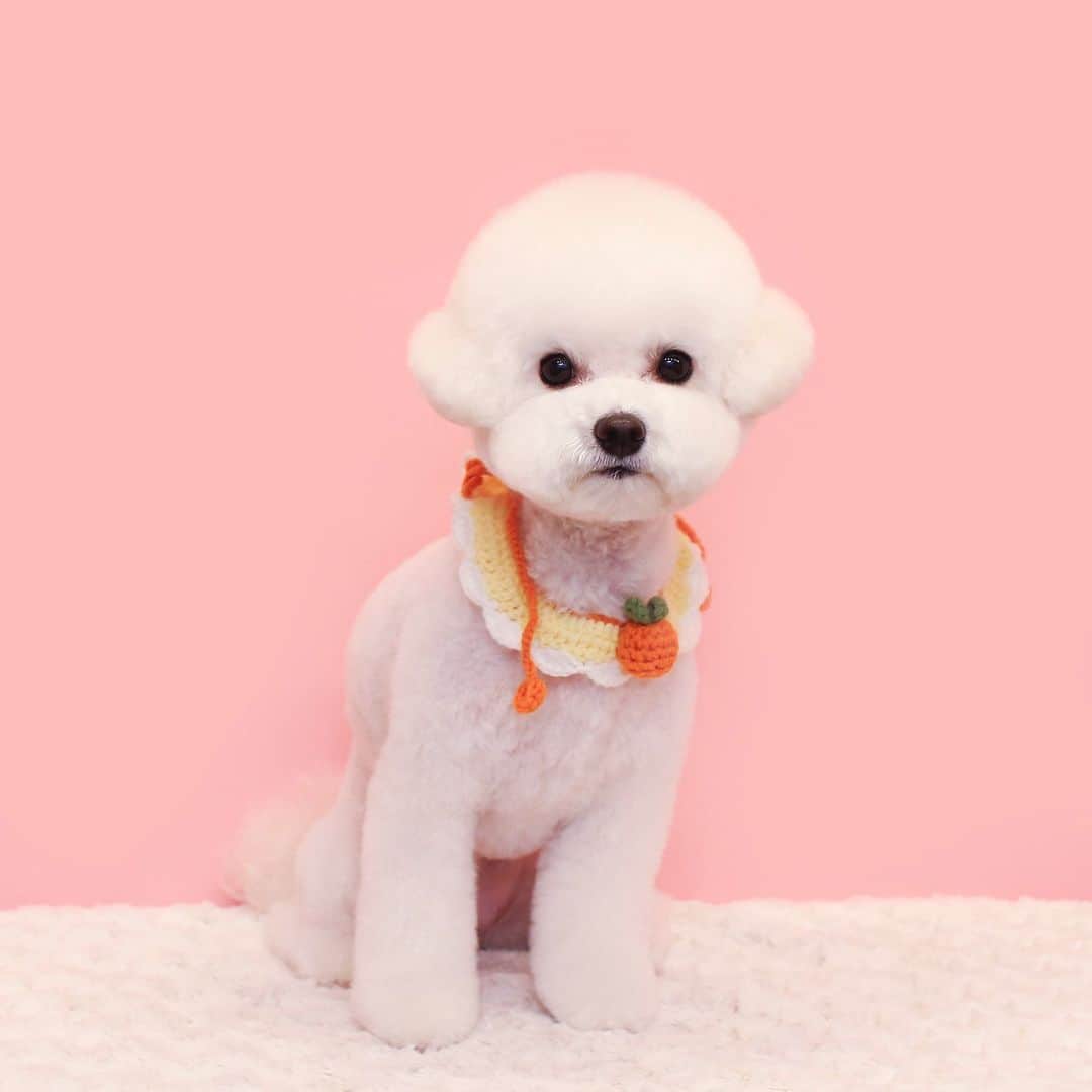 애견미용실 그루밍살롱のインスタグラム：「✂︎」