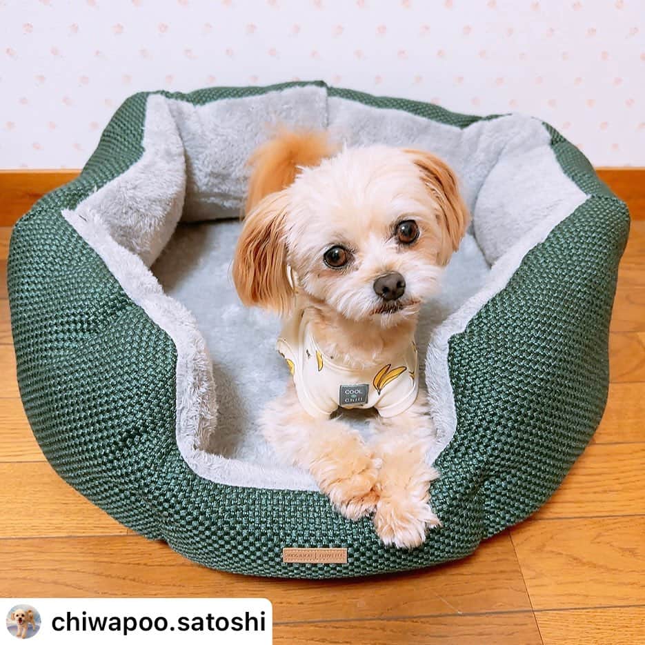 iDog&iCatのインスタグラム