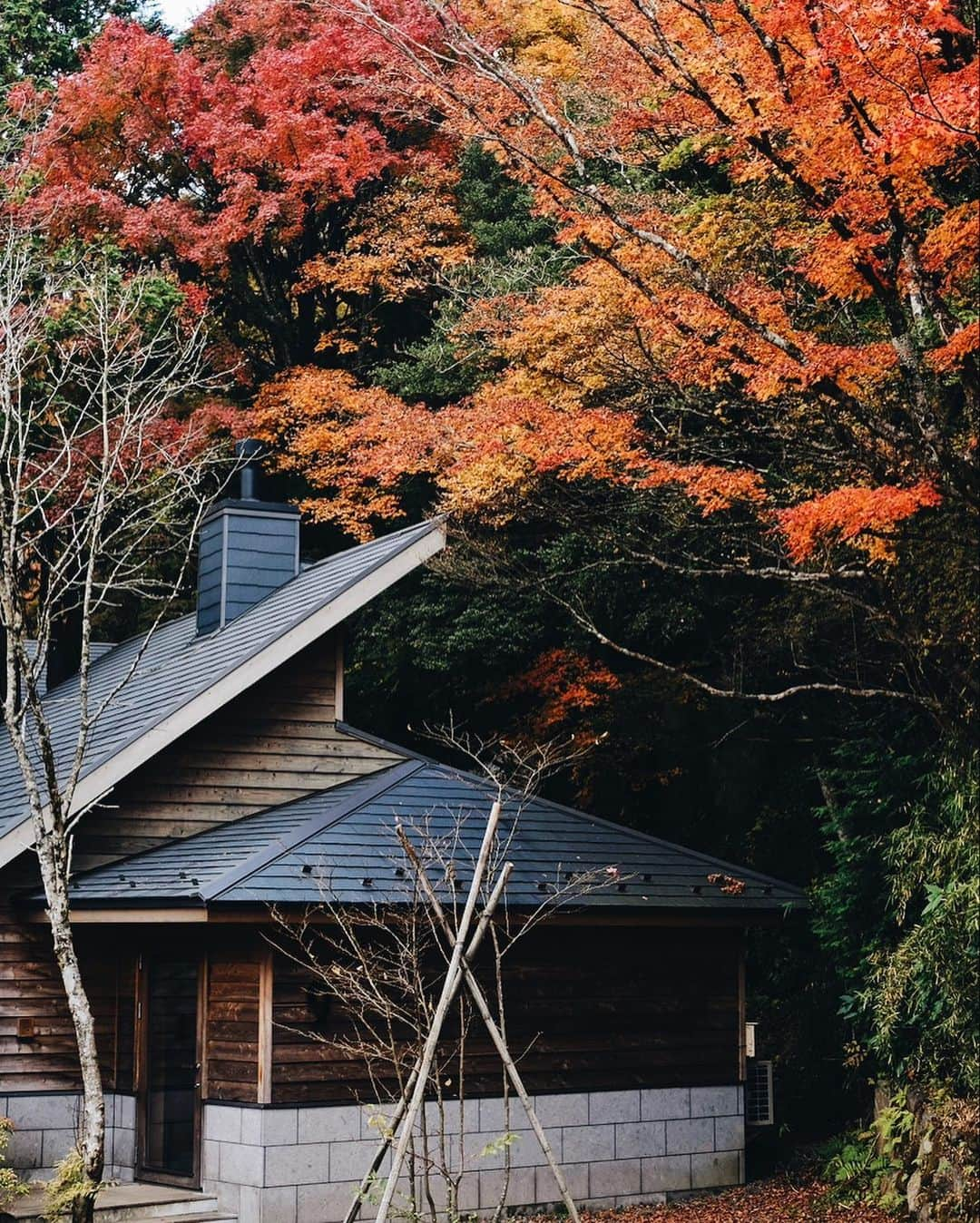 NEST INN HAKONE | 俵石閣さんのインスタグラム写真 - (NEST INN HAKONE | 俵石閣Instagram)「11月に入ると、ヴィラの周りの風景も緑から赤や黄色に変わります。  今の時期しか見れない特別な景色を、大切な方と一緒にヴィラから眺めるのはいかがでしょうか。  #okcshotel #okcsretreat #温故知新ホテル #箱根リトリートföre #箱根リトリートヴィラワンバイエフ #hakoneretreatföre #hakoneretreatvilla1f #woodsidedining #料亭俵石」10月24日 17時02分 - okcs_hakone.retreat