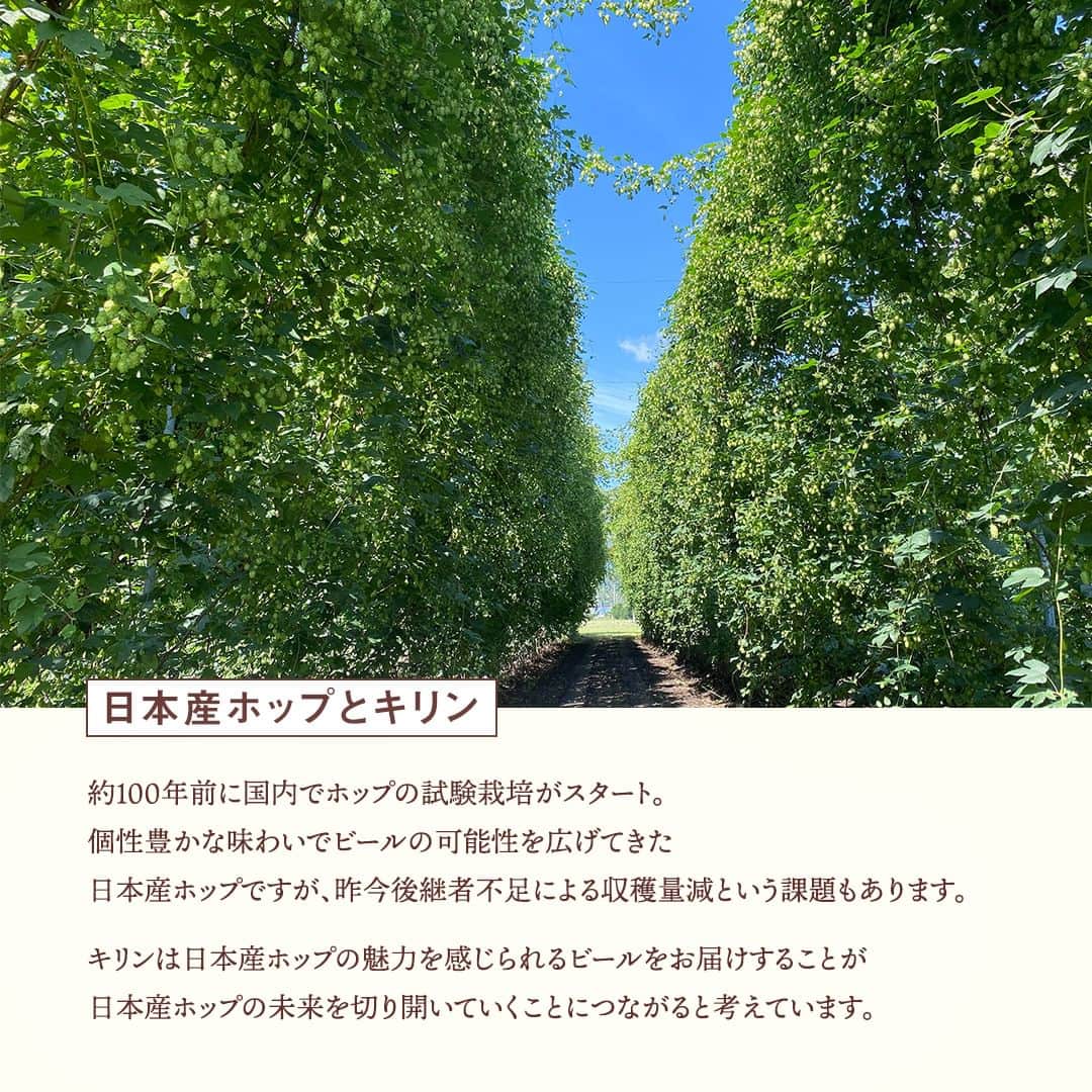 キリンビールさんのインスタグラム写真 - (キリンビールInstagram)「飲んでみたいと思ったら コメント欄に「💚」で教えてくださいね。   クラフトビール「SPRING VALLEY（スプリングバレー）」から 「SPRING VALLEY JAPAN ALE＜香＞」が新発売！   希少な日本産ホップ「MURAKAMI SEVEN」と 「IBUKI」を一部使用した 爽やかな和柑橘のような香りが魅力。   日本産ホップならではの個性豊かな味わいを お届けすることでビールの可能性を広げていきます。   ＊「MURAKAMI SEVEN」 …みかんやイチジクを思わせる爽やかな香りが特長。 ＊「IBUKI」 …強く純粋なフローラルな香りが特長。   心地よくて上質な苦みに、すっきりとした 後味が広がるペールエールです。   ＊＊＊   乾杯で暮らしに彩りを🍻   #乾杯のある暮らし で みなさまのとっておきの楽しみ方を ぜひ教えてください✨   #キリンビール #キリン #きょうのキリン   #スプリングバレージャパンエール #SPRINGVALLEY #クラフトビール好きと繋がりたい #クラフトビール好き #ビール好き #ビール大好き #ビール好きな人と繋がりたい #ビール部 #ibuki #ビール党 #ビール好きと繋がりたい #ビール #クラフトビール #お酒 #晩酌部 #今日の一杯 #食卓風景 #食卓を楽しむ #スプリングバレー #クラフトビール愛好家 #ペールエール  #日本産ホップ #murakamiseven #ホップ」10月24日 17時00分 - kirin_brewery