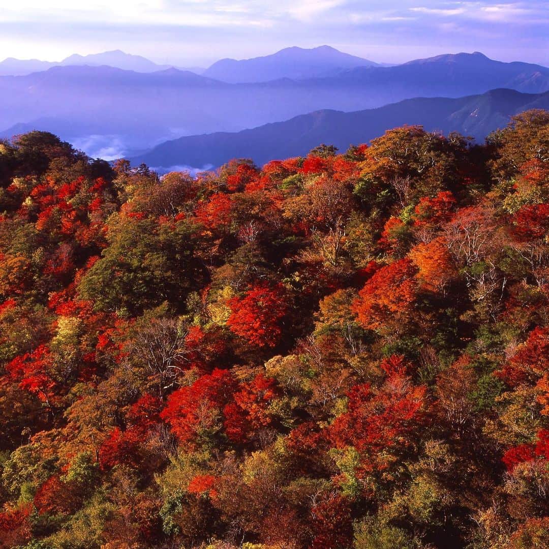 九州電力のインスタグラム：「紅葉に染まる美しい山⛰🍂 . 日本三大秘境のひとつ、宮崎県椎葉村の北にそびえる標高1661ｍの扇山(おうぎやま)は、県内外の登山家に親しまれる、椎葉村を代表する山です⛰🍁 落葉樹の原生林が、ほとんど手つかずのまま残っているため、春の新緑、秋の紅葉と季節ごとに美しい自然を味わうことができます🍂 . ----------------------------------------------- 📍扇山 住所：宮崎県椎葉村大字下福良字松木 ※現在登山道は通行不可です ----------------------------------------------- ※写真提供：椎葉村観光協会 ※写真は過去に撮影されたものです。 . お届けする九州の風景が、皆さまの元気や癒しになれば幸いです☘️  #九州電力 #宮崎 #椎葉村 #日本三大秘境 #扇山 #紅葉 #山登り #登山 #秘境 #宮崎観光 #宮崎旅行」
