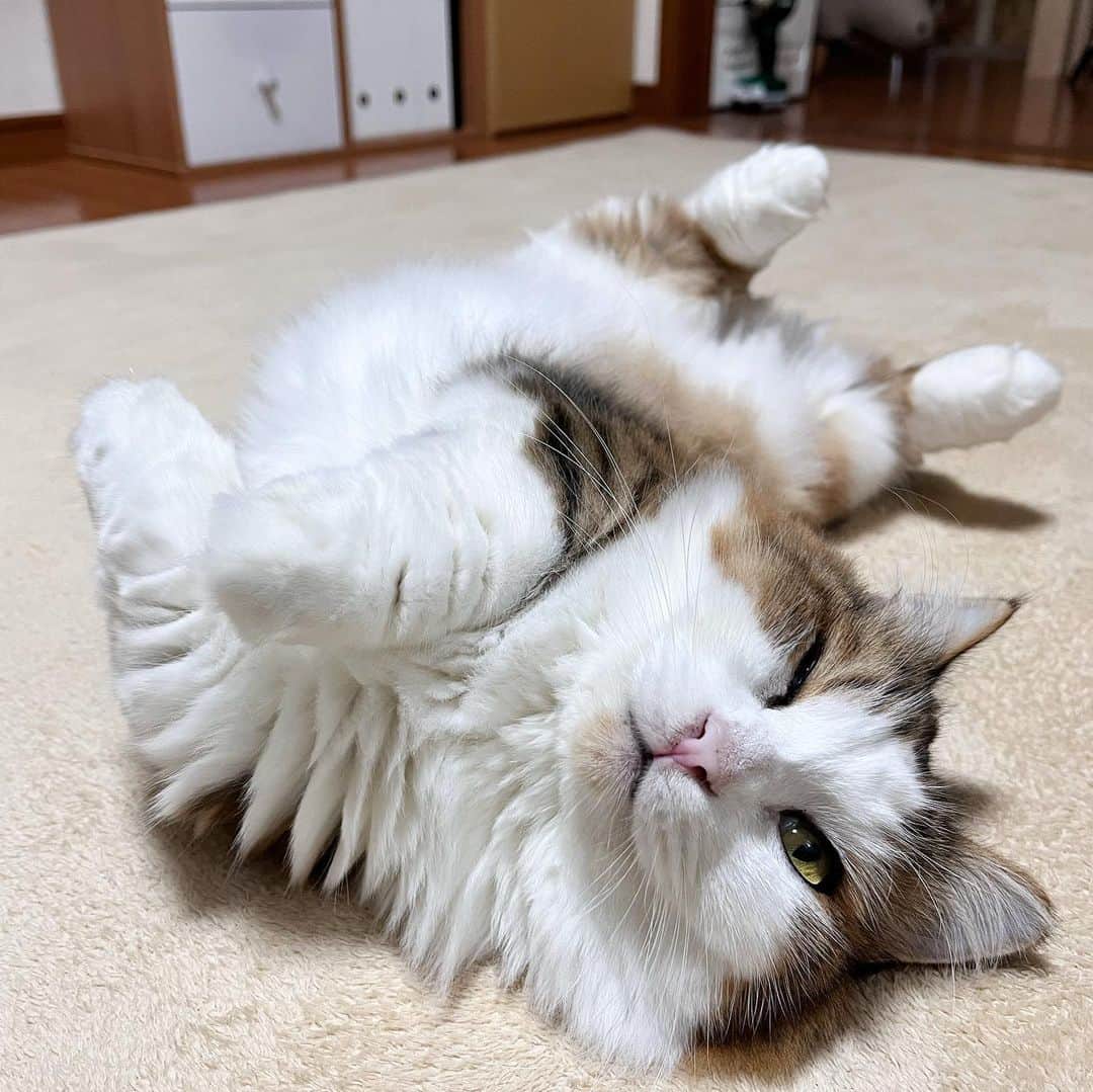 のインスタグラム：「いつまでも子猫のようだ☺️  ・ ・ ・  #ひのき猫  #秀吉  #いつまでも子猫みたい  #パパ猫  #かわいい猫  #しんどそうな寝方  #猫との生活  #にゃんすたぐらむ  #猫部  #cat  #catstagram  #cutecats  #ぬいぐるみ猫」